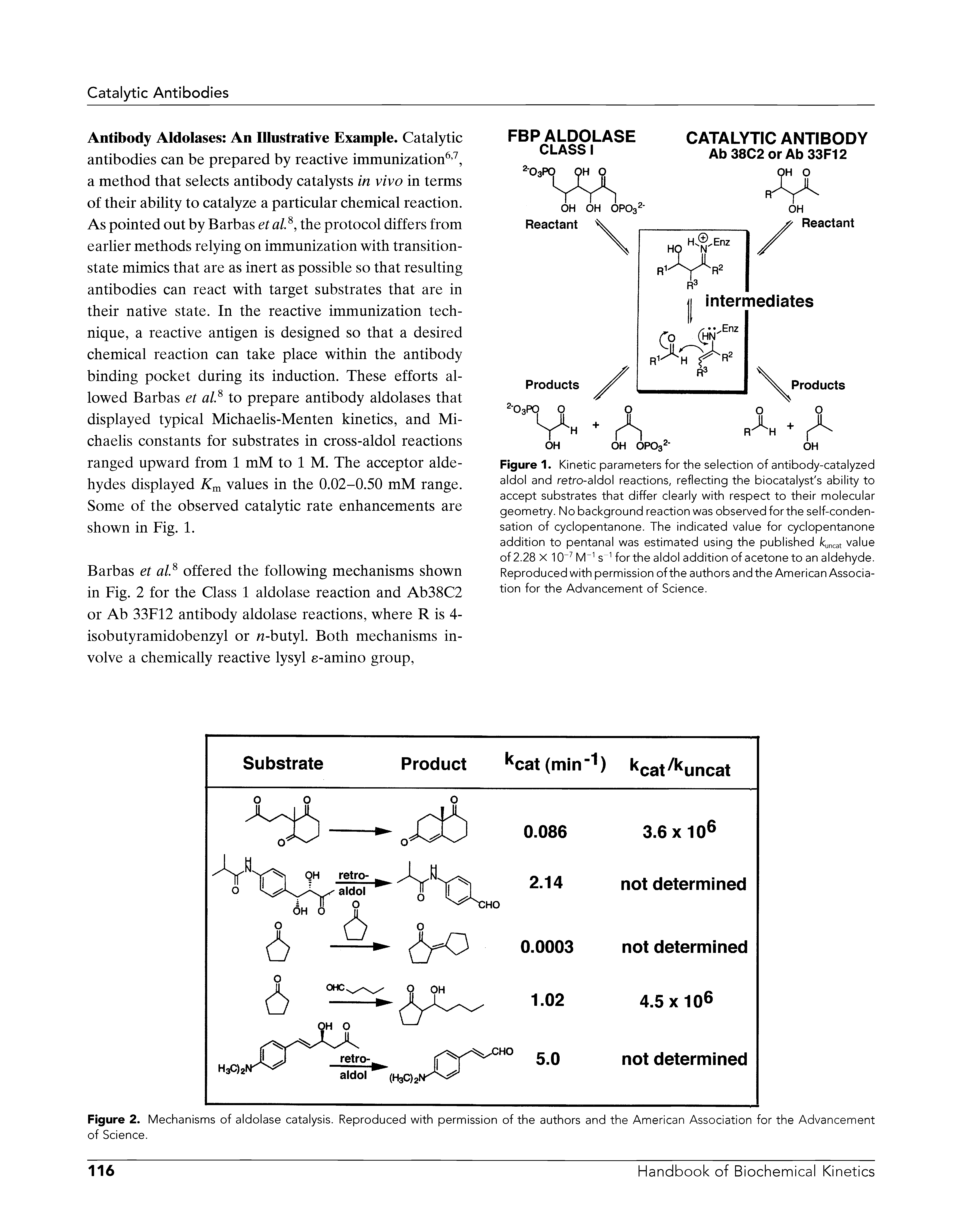 Figure 1. Kinetic parameters for the selection of antibody-catalyzed aldol and retro-aldol reactions, reflecting the biocatalyst s ability to accept substrates that differ clearly with respect to their molecular geometry. No background reaction was observed for the self-condensation of cyclopentanone. The indicated value for cyclopentanone addition to pentanal was estimated using the published kuncat value of 2.28 X 10 M s for the aldol addition of acetone to an aldehyde. Reproduced with permission of the authors and the American Association for the Advancement of Science.