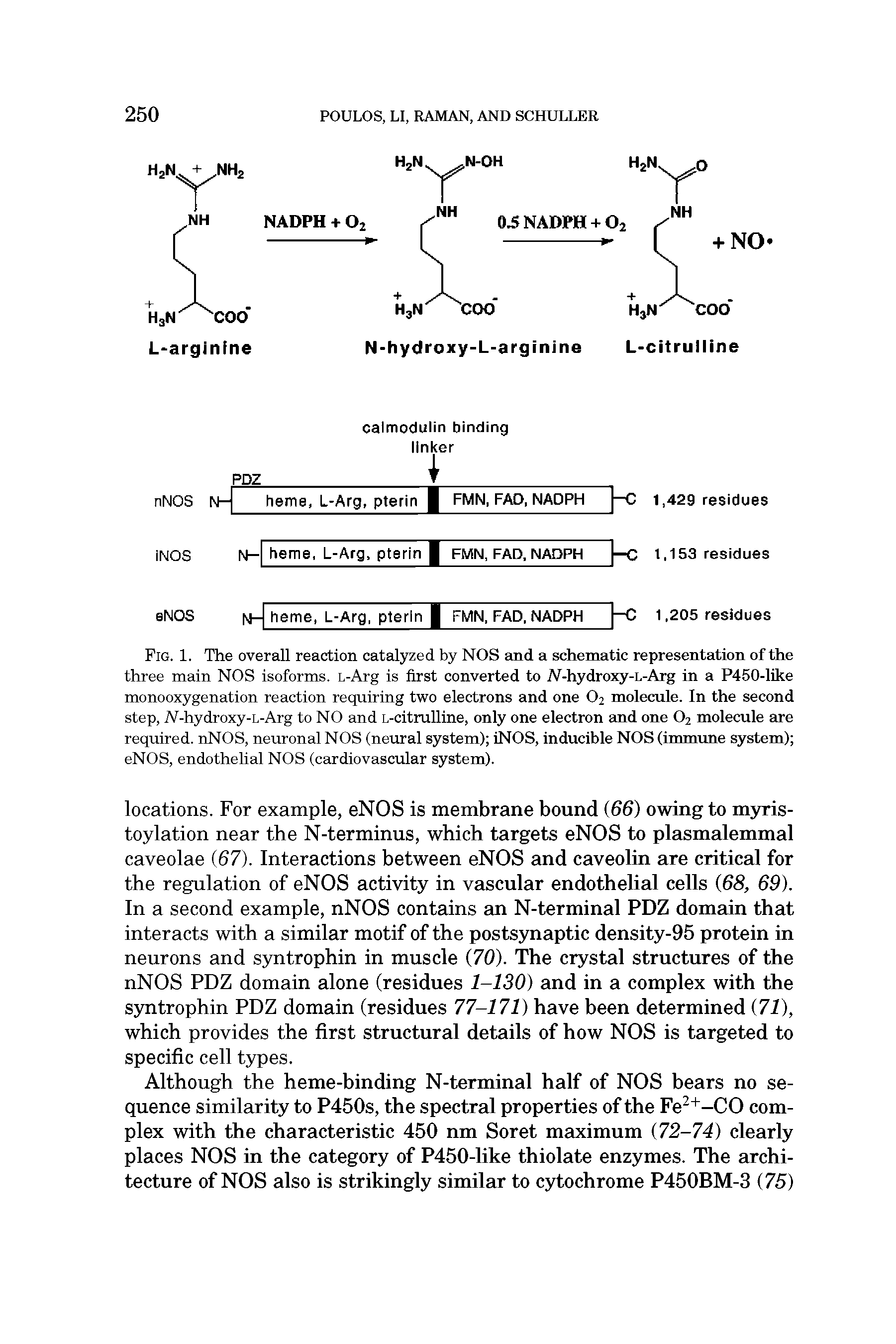 Fig. 1. The overall reaction catalyzed by NOS and a schematic representation of the three main NOS isoforms. L-Arg is first converted to JV-hydroxy-L-Arg in a P450-like monooxygenation reaction requiring two electrons and one O2 molecule. In the second step, Ai-hydroxy-L-Arg to NO and L-citrulline, only one electron and one O2 molecule are required. nNOS, neuronal NOS (neural system) iNOS, inducible NOS (immune system) eNOS, endothelial NOS (cardiovascular system).