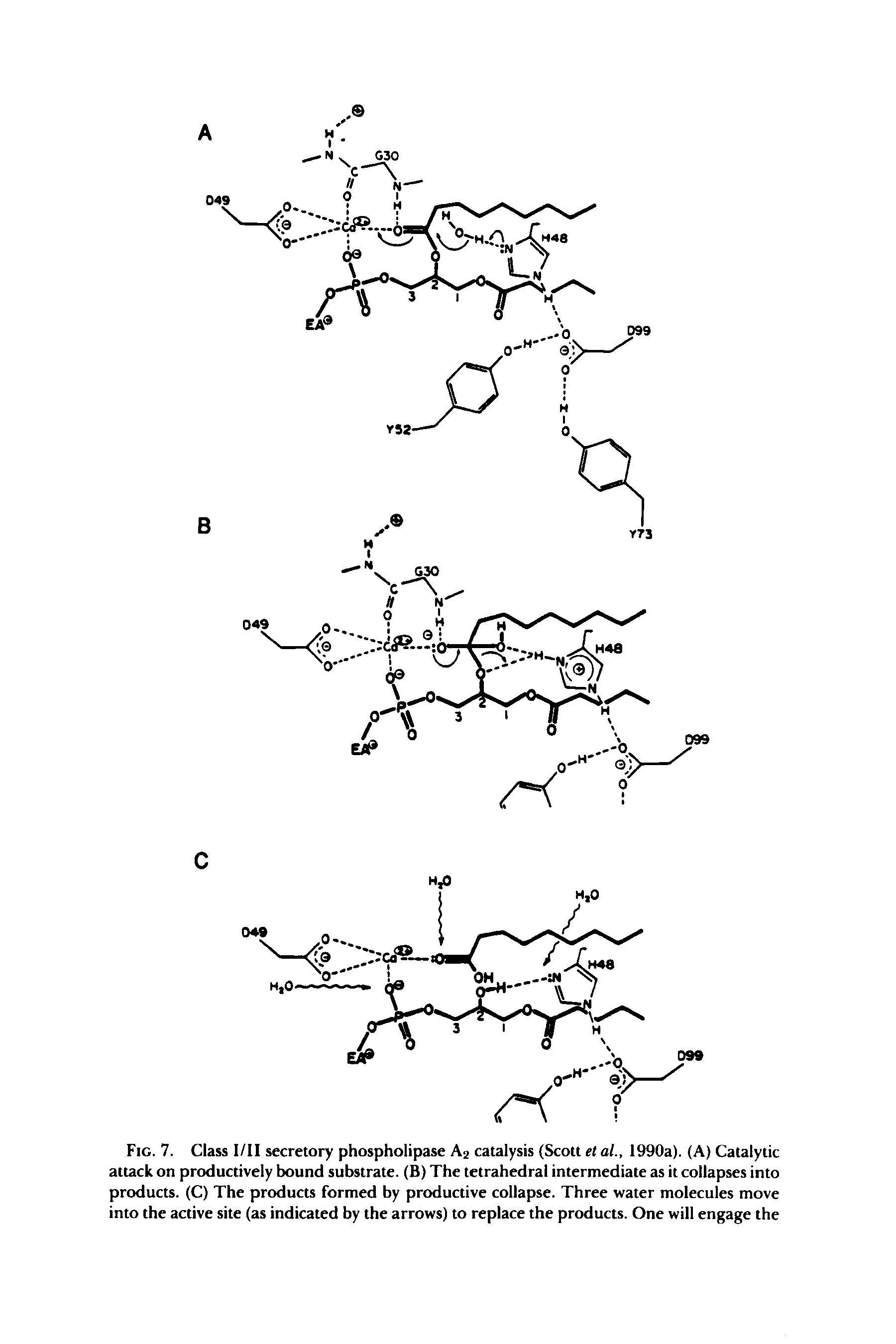 Fig. 7. Class I/II secretory phospholipase Aj catalysis (Scott et al., 1990a). (A) Catalytic attack on productively bound substrate. (B) The tetrahedral intermediate as it collapses into products. (C) The products formed by productive collapse. Three water molecules move into the active site (as indicated by the arrows) to replace the products. One will engage the...