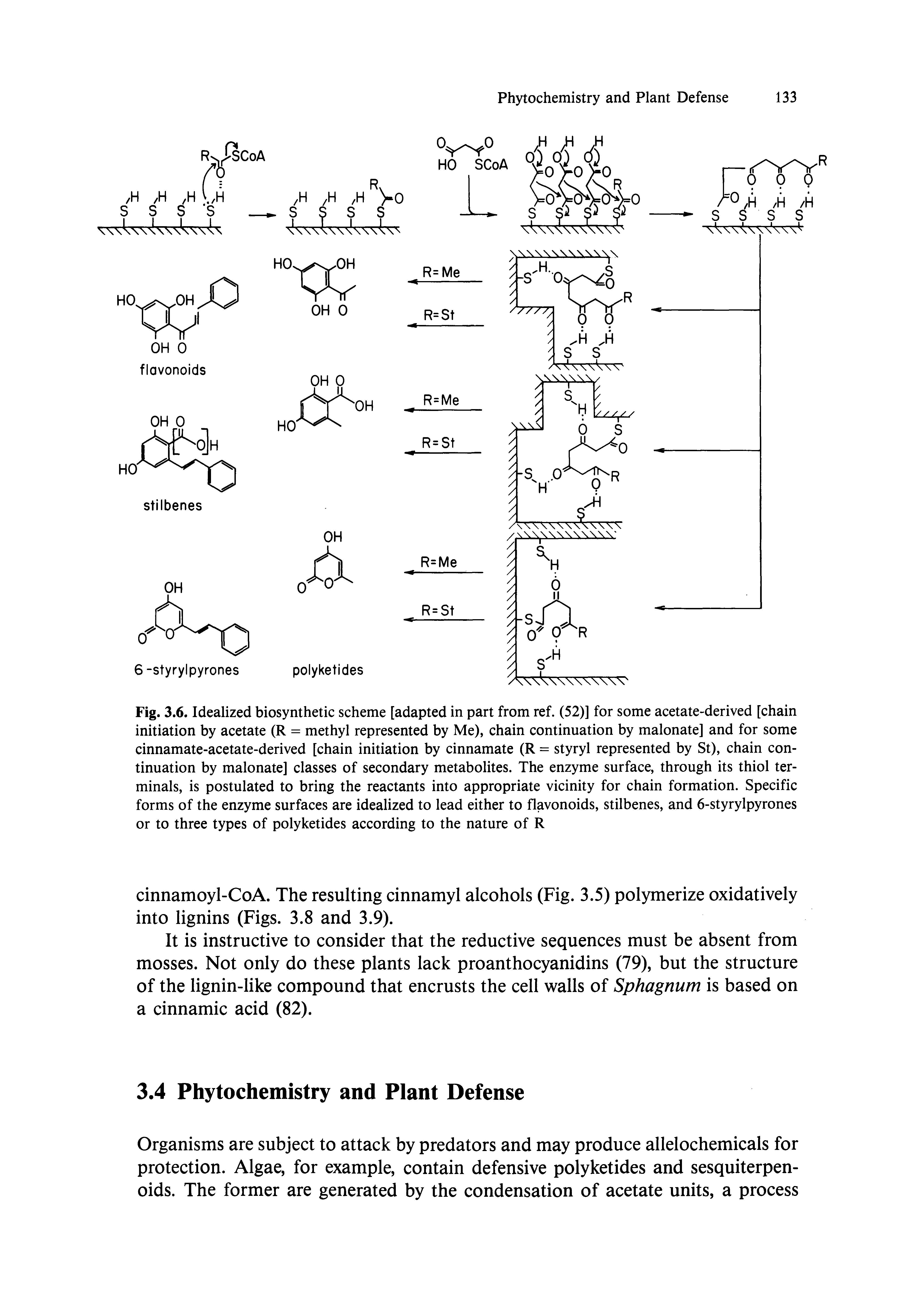 Fig. 3.6. Idealized biosynthetic scheme [adapted in part from ref. (52)] for some acetate-derived [chain initiation by acetate (R = methyl represented by Me), chain continuation by malonate] and for some cinnamate-acetate-derived [chain initiation by cinnamate (R = styryl represented by St), chain continuation by malonate] classes of secondary metabolites. The enzyme surface, through its thiol terminals, is postulated to bring the reactants into appropriate vicinity for chain formation. Specific forms of the enzyme surfaces are idealized to lead either to flavonoids, stilbenes, and 6-styrylpyrones or to three types of polyketides according to the nature of R...