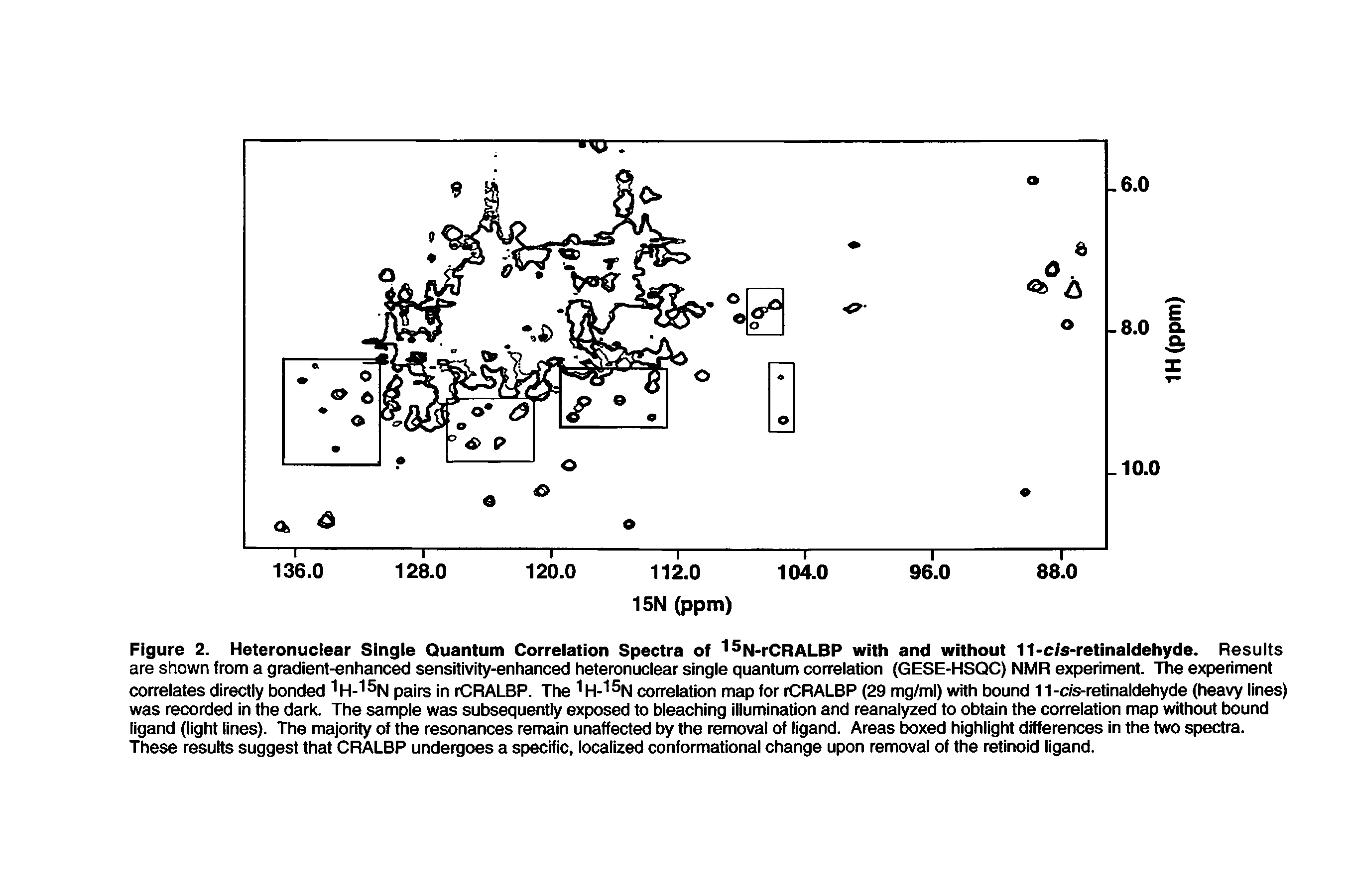 Figure 2. Heteronuclear Single Quantum Correlation Spectra of I N-rCRALBP with and without 11-c/s-retinaldehyde. Results are shown from a gradient-enhanced sensitivity-enhanced heteronuclear single quantum correlation (GESE-HSQC) NMR experiment. The experiment correlates directly bonded pairs in rCRALBP. The correlation map for rCRALBP (29 mg/ml) with bound 11-c/s-retinaidehyde (heavy lines)...
