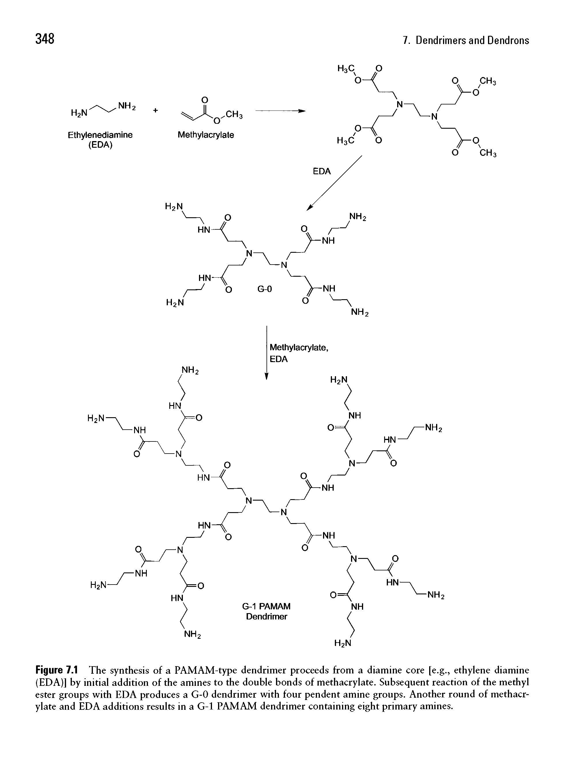 Figure 7.1 The synthesis of a PAMAM-type dendrimer proceeds from a diamine core [e.g., ethylene diamine (EDA)] by initial addition of the amines to the double bonds of methacrylate. Subsequent reaction of the methyl ester groups with EDA produces a G-0 dendrimer with four pendent amine groups. Another round of methacrylate and EDA additions results in a G-l PAMAM dendrimer containing eight primary amines.