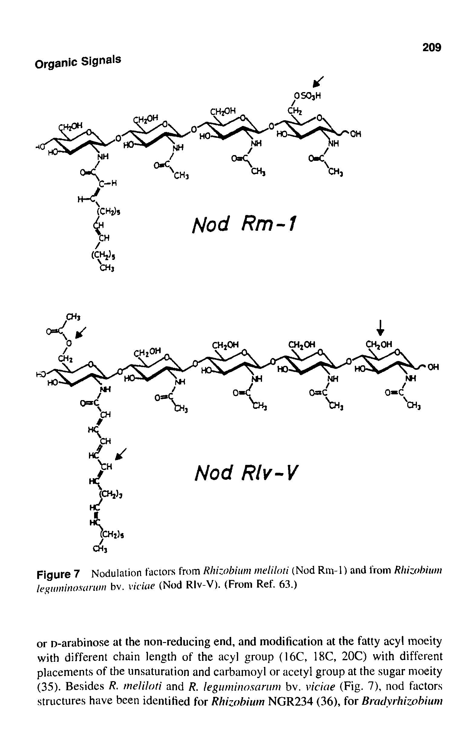Figure 7 Nodulation factors from Rhizobiiim meliloii (Nod Rm-1) and from Rhizohiimi lejiuminoscmim bv. vkiae (Nod RIv-V). (From Ref. 63.)...