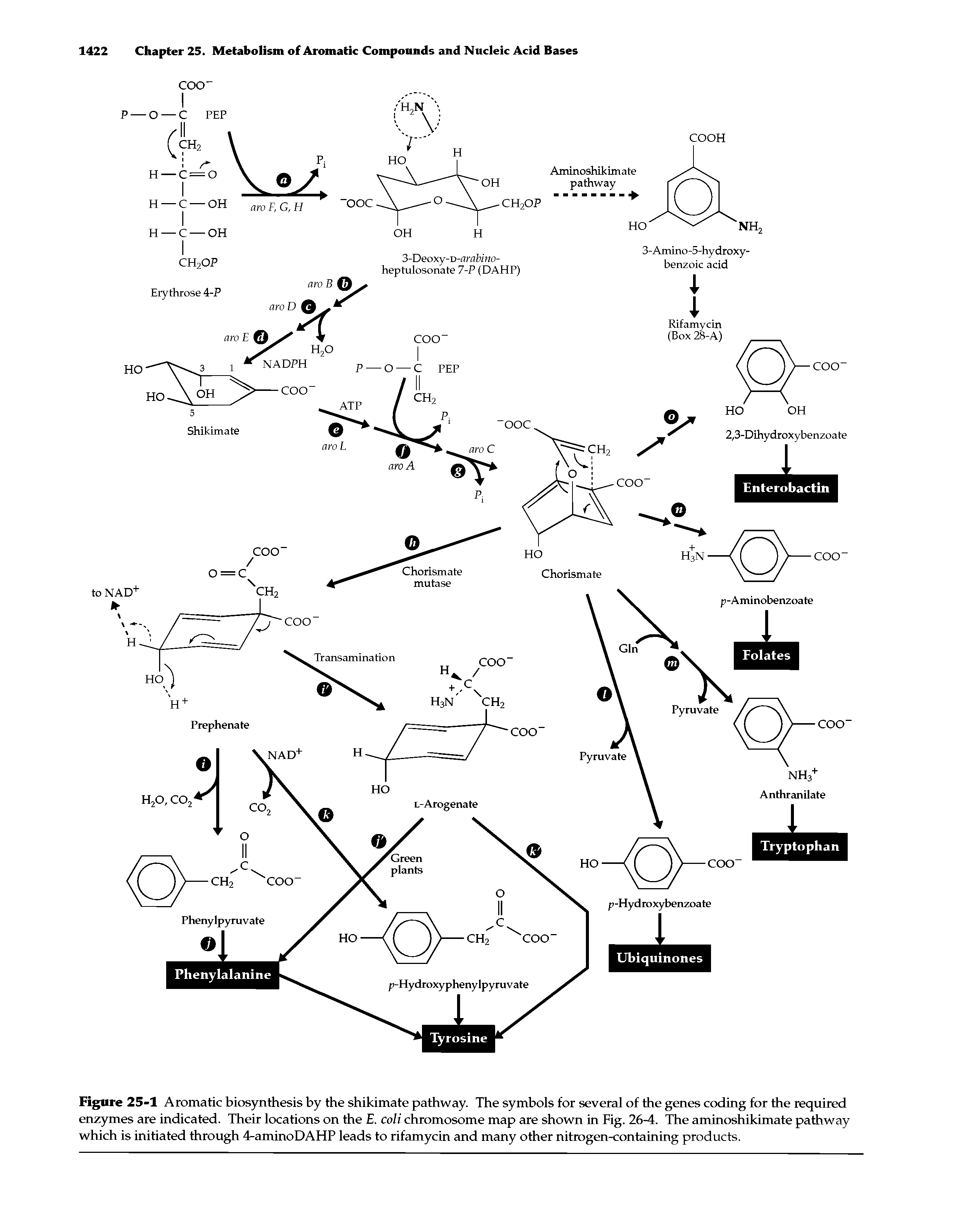 Figure 25-1 Aromatic biosynthesis by the shikimate pathway. The symbols for several of the genes coding for the required enzymes are indicated. Their locations on the E. coli chromosome map are shown in Fig. 26-4. The aminoshikimate pathway which is initiated through 4-aminoDAHP leads to rifamycin and many other nitrogen-containing products.