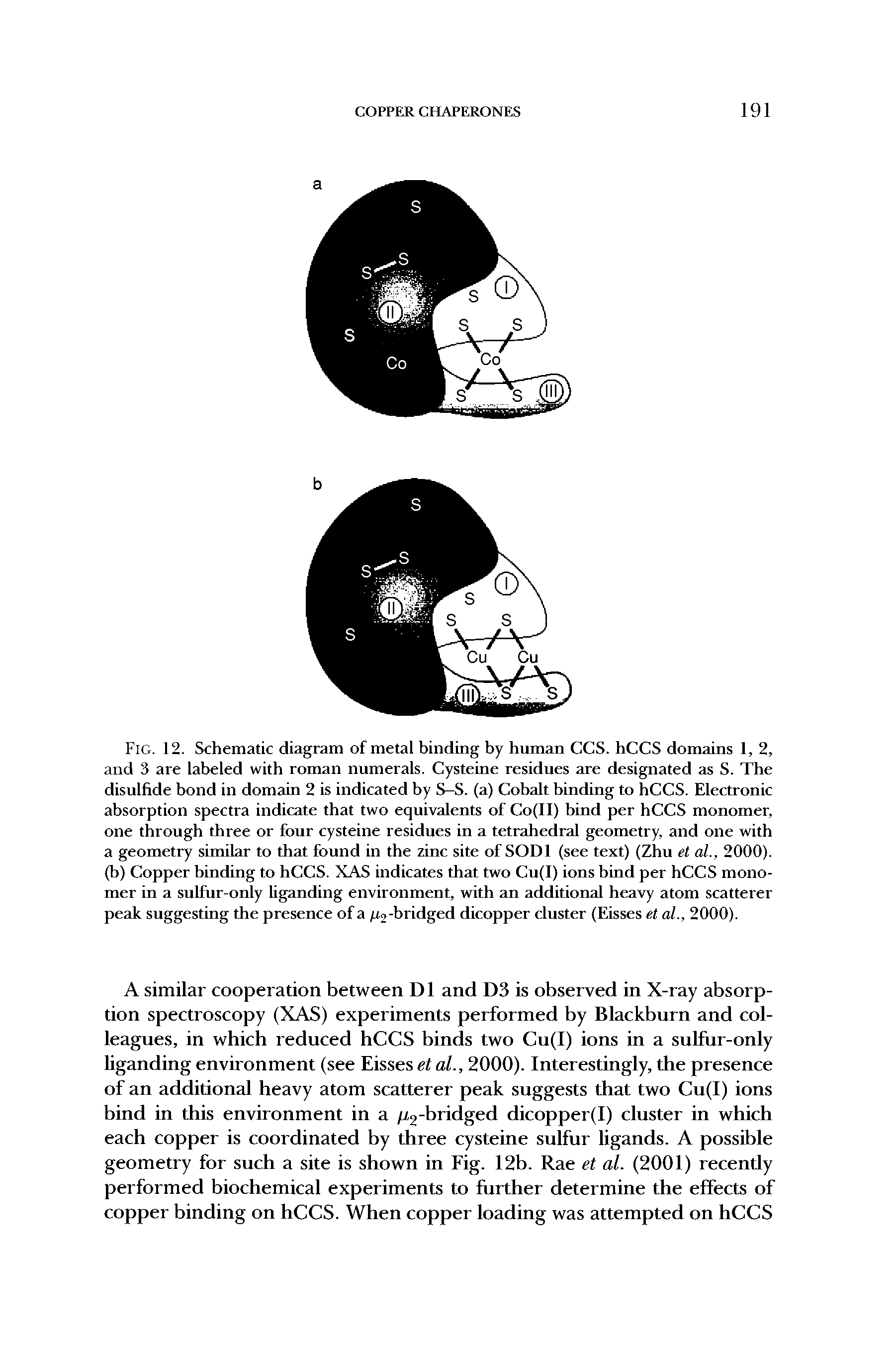 Fig. 12. Schematic diagram of metal binding by human CCS. hCCS domains 1, 2, and 3 are labeled with roman numerals. Cysteine residues are designated as S. The disulfide bond in domain 2 is indicated by S-S. (a) Cobalt binding to hCCS. Electronic absorption spectra indicate that two equivalents of Co(II) bind per hCCS monomer, one through three or four cysteine residues in a tetrahedral geometry, and one with a geometry similar to that found in the zinc site of SODl (see text) (Zhu et al., 2000). (b) Copper binding to hCCS. XAS indicates that two Cu(I) ions bind per hCCS monomer in a sulfur-only liganding environment, with an additional heavy atom scatterer peak suggesting the presence of a /t2-bridged dicopper cluster (Eisses et al., 2000).