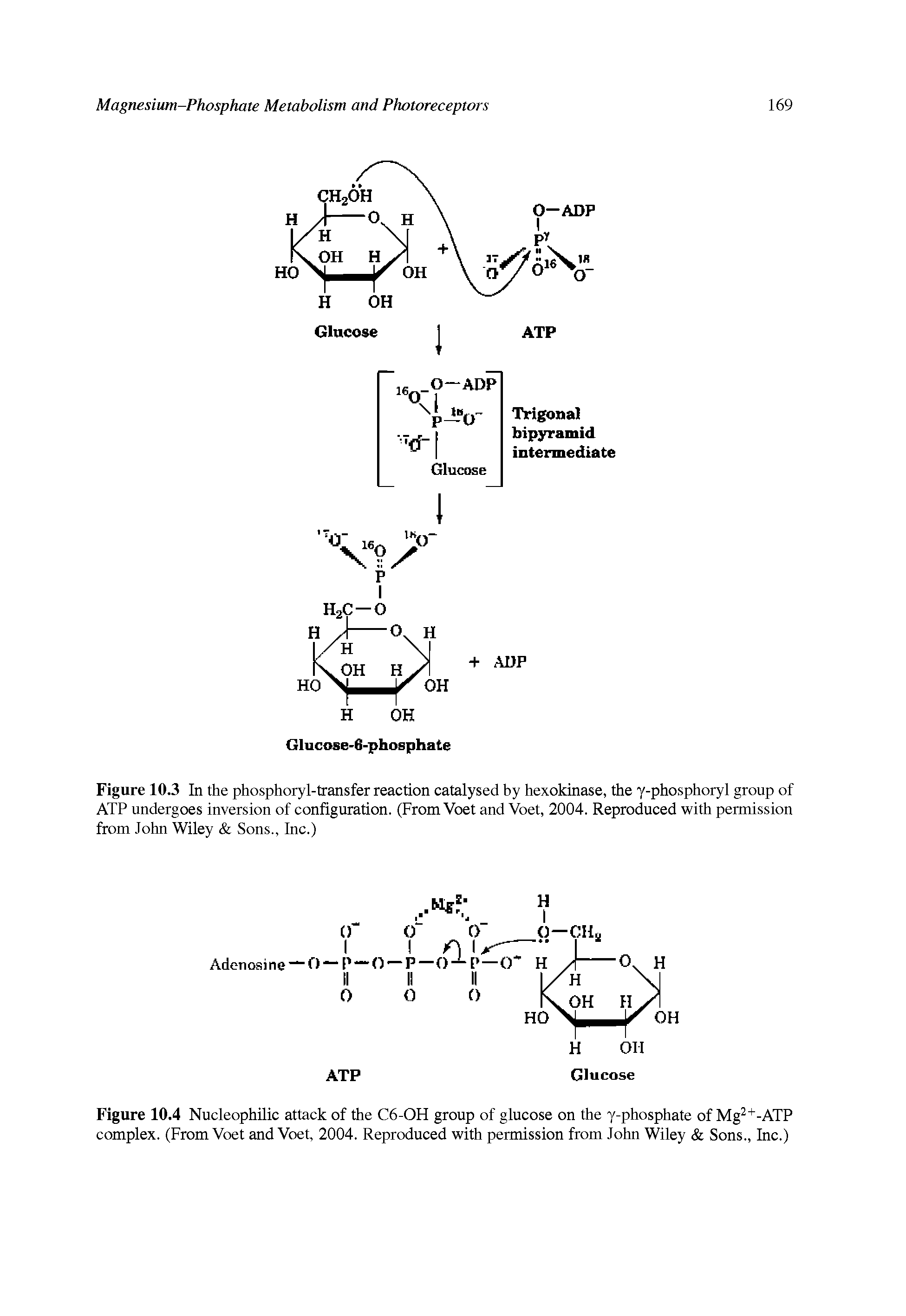 Figure 10.3 In the phosphoryl-transfer reaction catalysed by hexokinase, the y-phosphoryl group of ATP undergoes inversion of configuration. (From Voet and Voet, 2004. Reproduced with permission from John Wiley Sons., Inc.)...