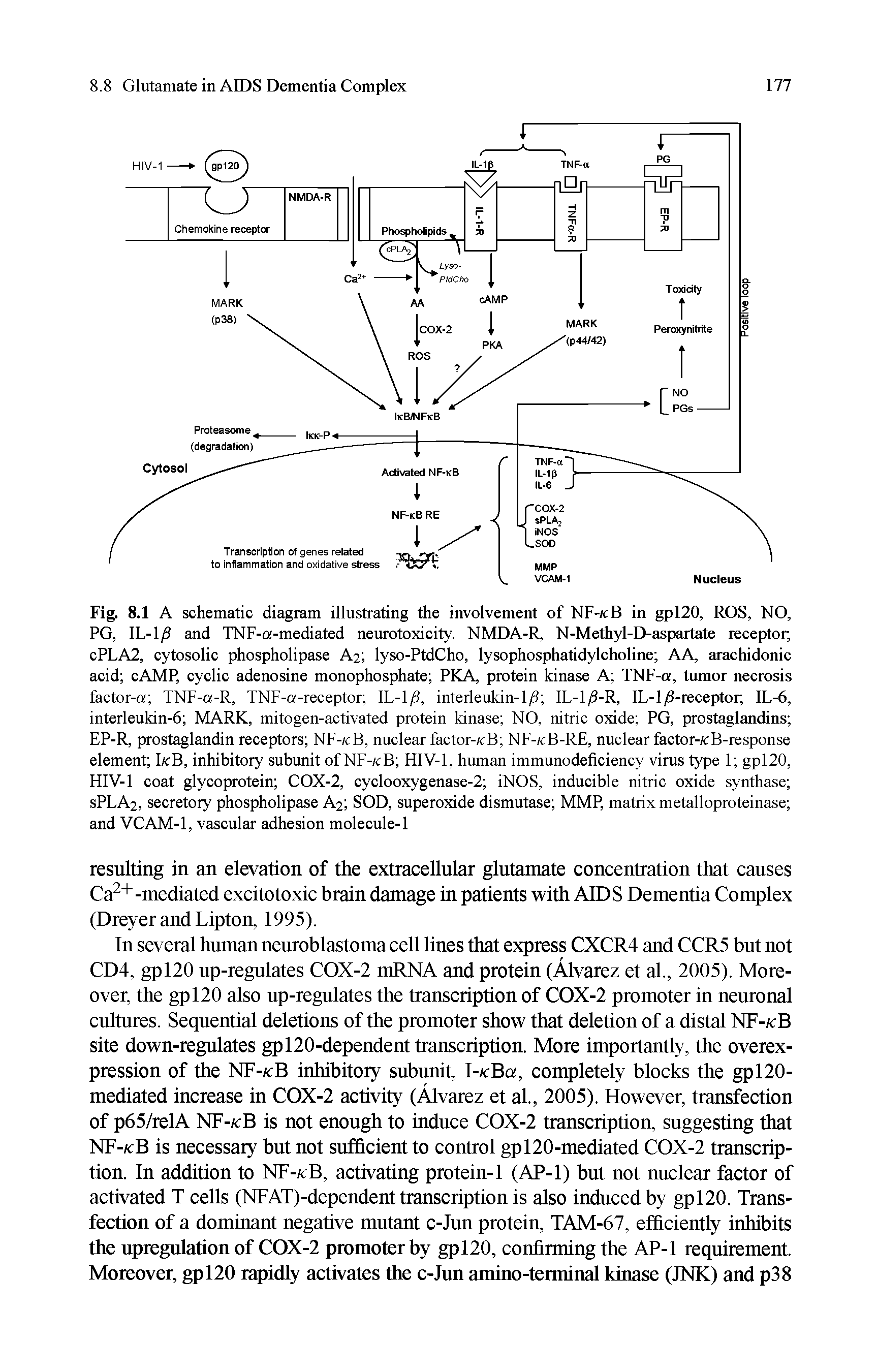 Fig. 8.1 A schematic diagram illustrating the involvement of NF-k I in gpl20, ROS, NO, PG, IL-1/3 and TNF-a-mediated neurotoxicity. NMDA-R, N-Methyl-D-aspartate receptor, cPLA2, cytosolic phospholipase A2 lyso-PtdCho, lysophosphatidylcholine AA, arachidonic acid cAMP, cyclic adenosine monophosphate PKA, protein kinase A TNF-a, tumor necrosis factor-a TNF-a-R, TNF-a-receptor IL-1/8, interleukin-1 /3 IL-l/i-R, IL-1/8-receptor, IL-6, interleukin-6 MARK, mitogen-activated protein kinase NO, nitric oxide PG, prostaglandins EP-R, prostaglandin receptors NF-kB, nuclear factor-icB NF-kB-RE, nuclear factor-/cB-response element I/cB, inhibitory subunit of NF-icB HIV-1, human immunodeficiency virus type 1 gpl20, HIV-1 coat glycoprotein COX-2, cyclooxygenase-2 iNOS, inducible nitric oxide synthase SPLA2, secretory phospholipase A2 SOD, superoxide dismutase MMP, matrix metalloproteinase and VCAM-1, vascular adhesion molecule-1...