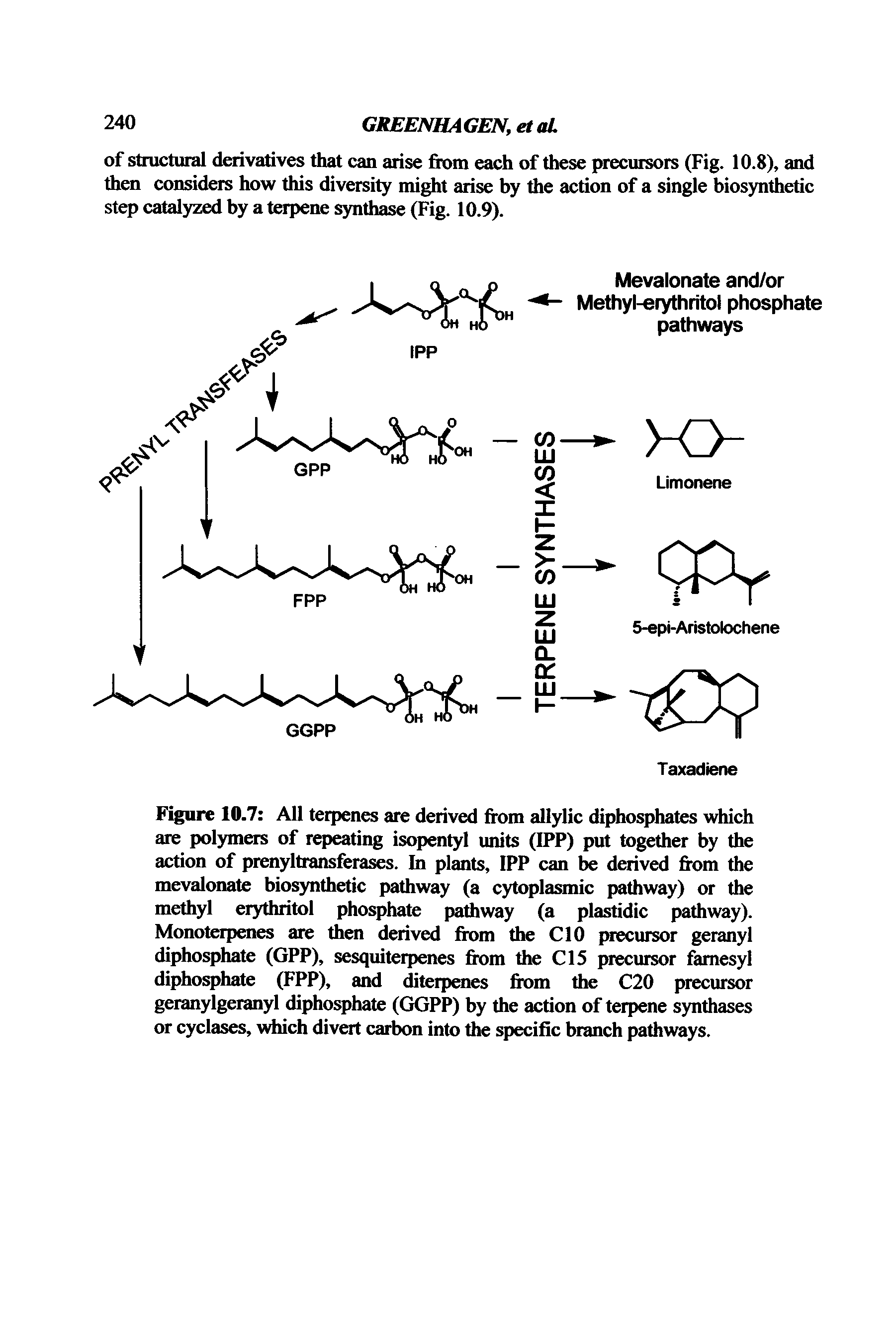 Figure 10.7 All terpenes are derived from allylic diphosphates which are polymers of repeating isopentyl units (IPP) put together by the action of prenyltransferases. In plants, IPP can be derived from the mevalonate biosynthetic pathway (a cytoplasmic pathway) or the methyl erythritol phosphate pathway (a plastidic pathway). Monoterpenes are then derived from the CIO precursor geranyl diphosphate (GPP), sesquiterpenes from the C15 precursor famesyl diphosphate (FPP), and diterpenes from the C20 precursor geranylgeranyl diphosphate (GGPP) by the action of terpene synthases or cyclases, which divert carbon into the specific branch pathways.