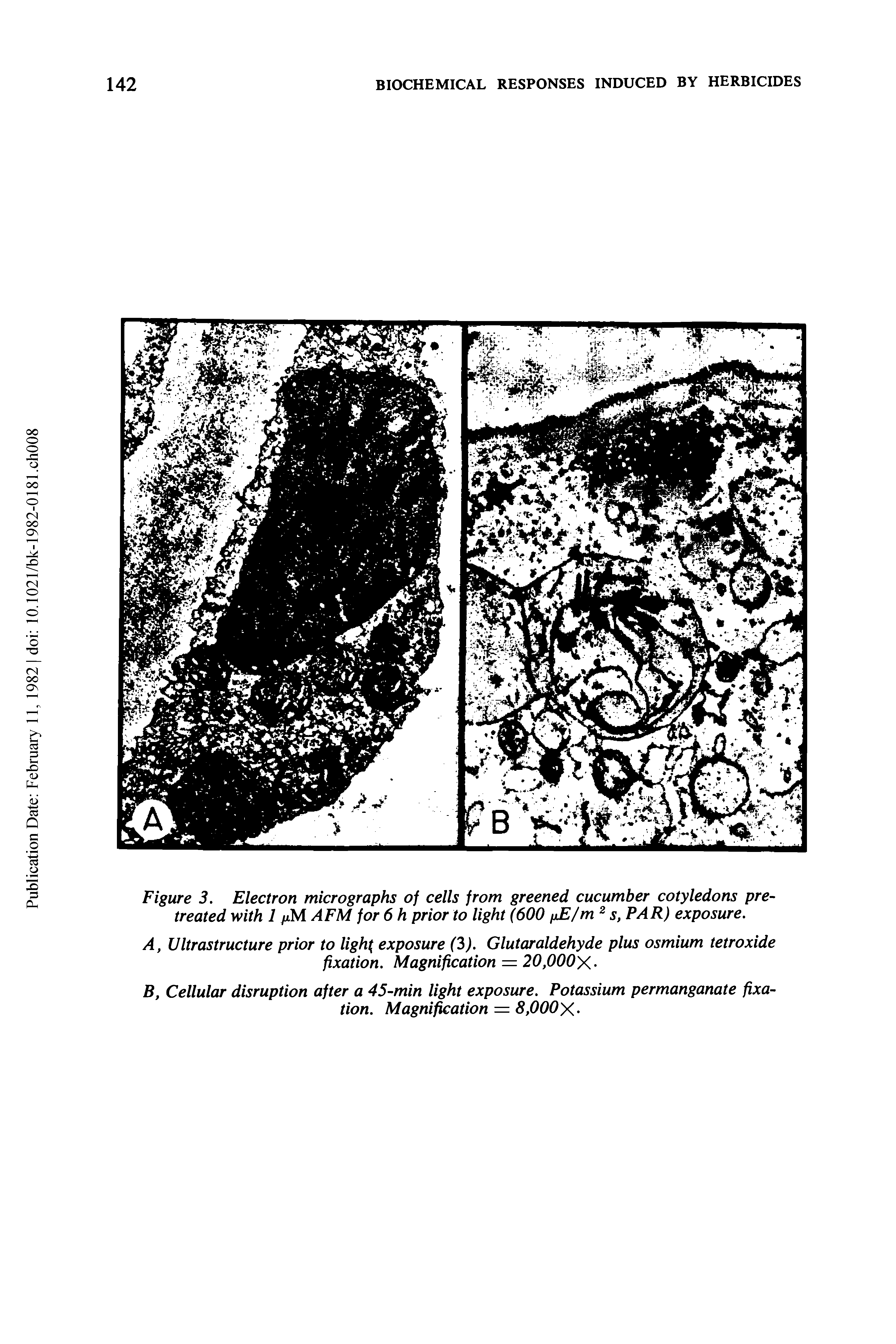 Figure 3. Electron micrographs of cells from greened cucumber cotyledons pretreated with 1 fxM AFM for 6 h prior to light (600 fiE/m s, PAR) exposure.