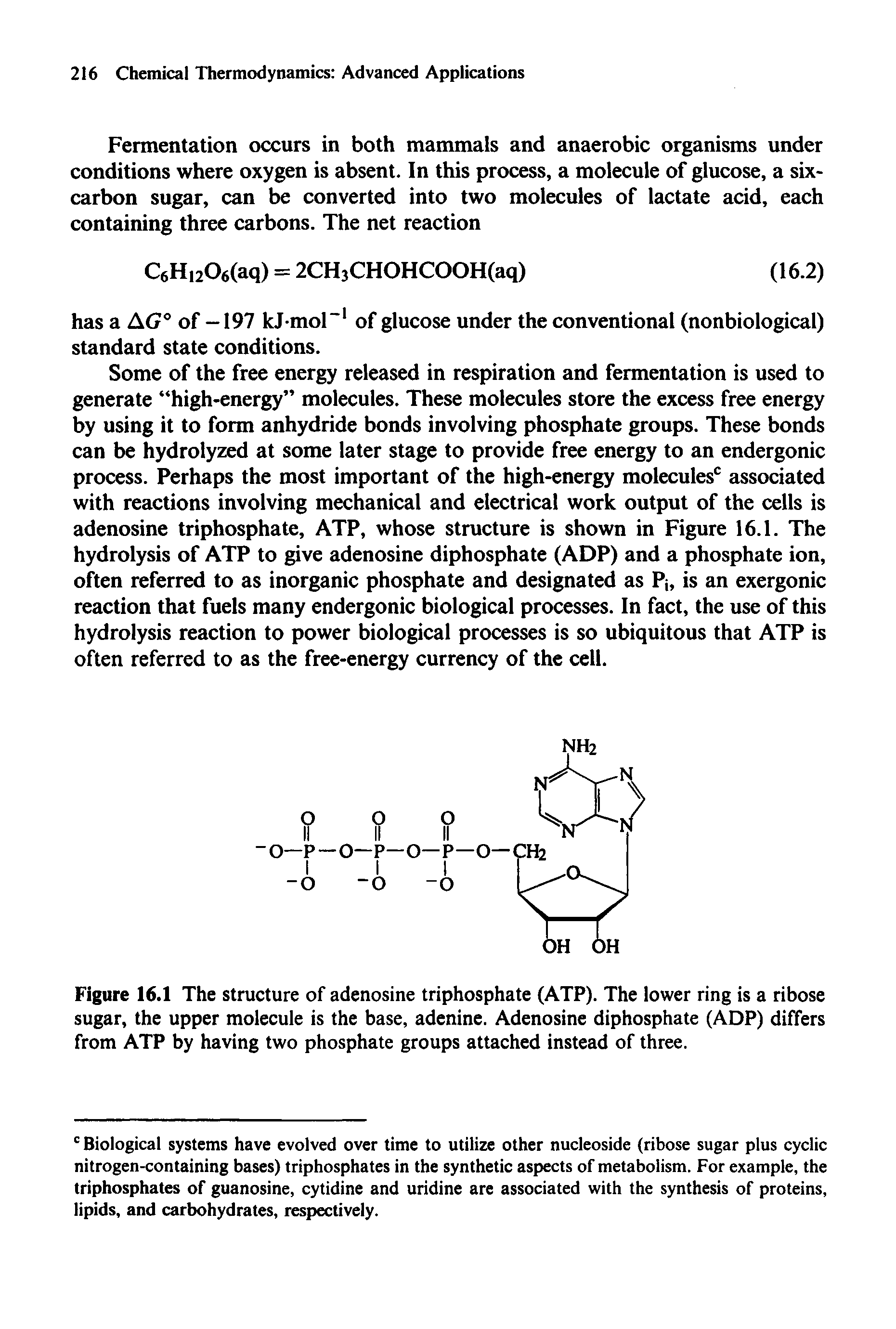 Figure 16.1 The structure of adenosine triphosphate (ATP). The lower ring is a ribose sugar, the upper molecule is the base, adenine. Adenosine diphosphate (ADP) differs from ATP by having two phosphate groups attached instead of three.