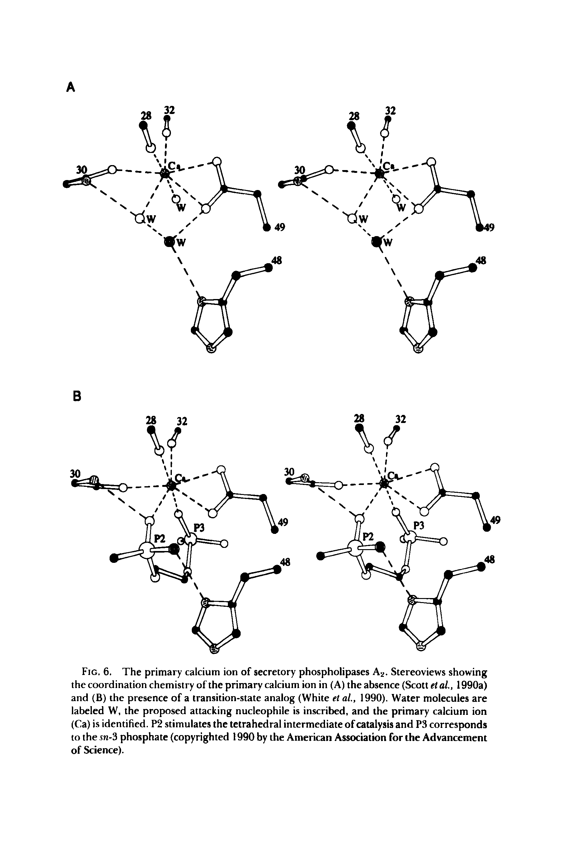 Fig. 6. The primary calcium ion of secretory phospholipases A .. Stereoviews showing the coordination chemistry of the primary calcium ion in (A) the absence (Scott etal, 1990a) and (B) the presence of a transition-state analog (White el ai, 1990). Water molecules are labeled W, the proposed attacking nucleophile is inscribed, and tbe primary calcium ion (Ca) is identified. P2 stimulates the tetrahedral intermediate of catalysis and P3 corresponds to the, sn-3 phosphate (copyrighted 1990 by the American Association for the Advancement of Science).