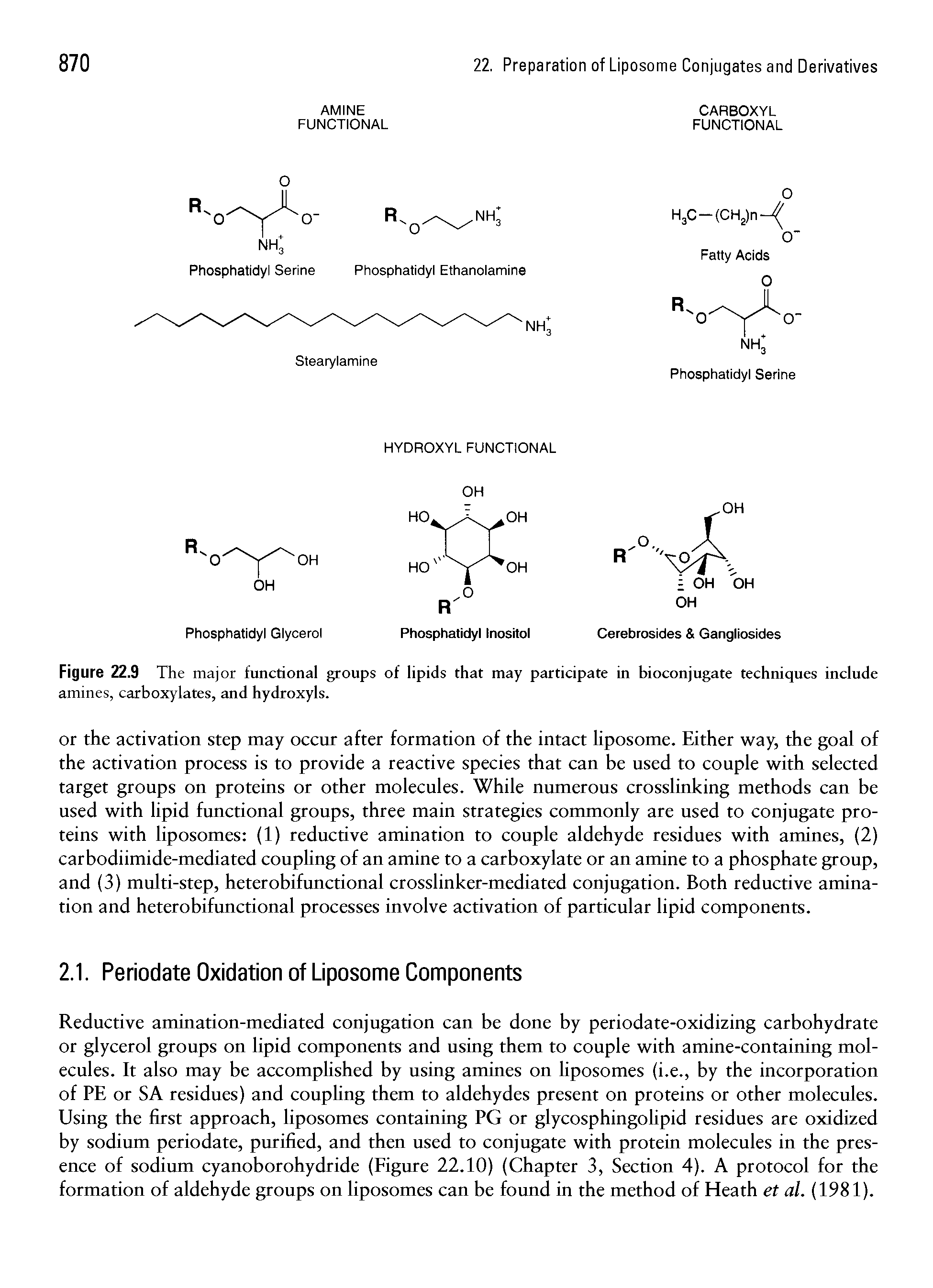 Figure 22.9 The major functional groups of lipids that may participate in bioconjugate techniques include amines, carboxylates, and hydroxyls.