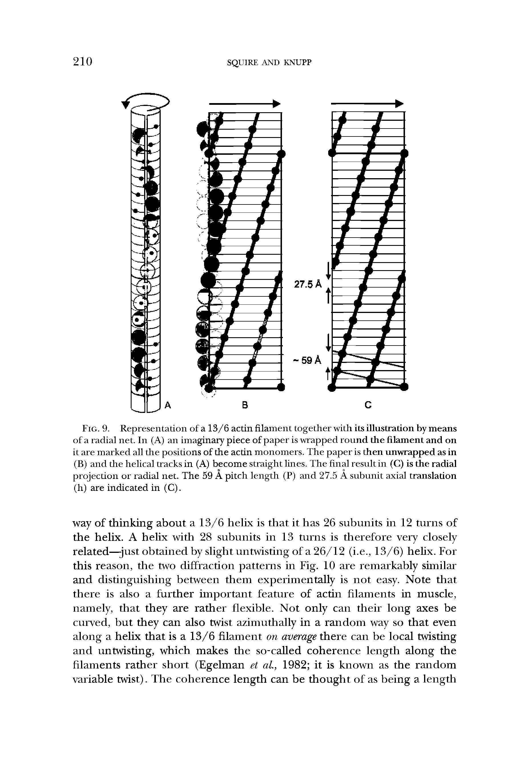 Fig. 9. Representation of a 13/6 actin filament together with its illustration by means of a radial net. In (A) an imaginary piece of paper is wrapped round the filament and on it are marked all the positions of the actin monomers. The paper is then unwrapped as in (B) and the helical tracks in (A) become straight lines. The final result in (C) is the radial projection or radial net. The 59 A pitch length (P) and 27.5 A subunit axial translation (h) are indicated in (C).