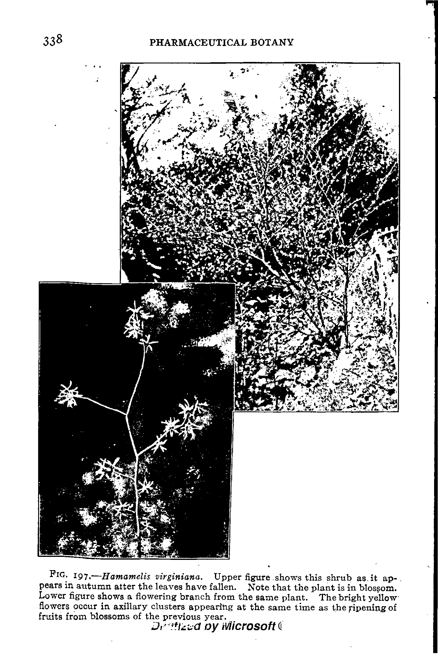 Fig. 197.—Hamamelis virginiana. Upper figure shows this shrub as.it ap-. pears in autumn alter the leaves have fallen. Note that the plant is in blossom. Lower figure shows a flowering branch from the same plant. The bright yellow flowers occur in axillary clusters appearing at the same time as the fipening of fruits from blossoms of the previous year.