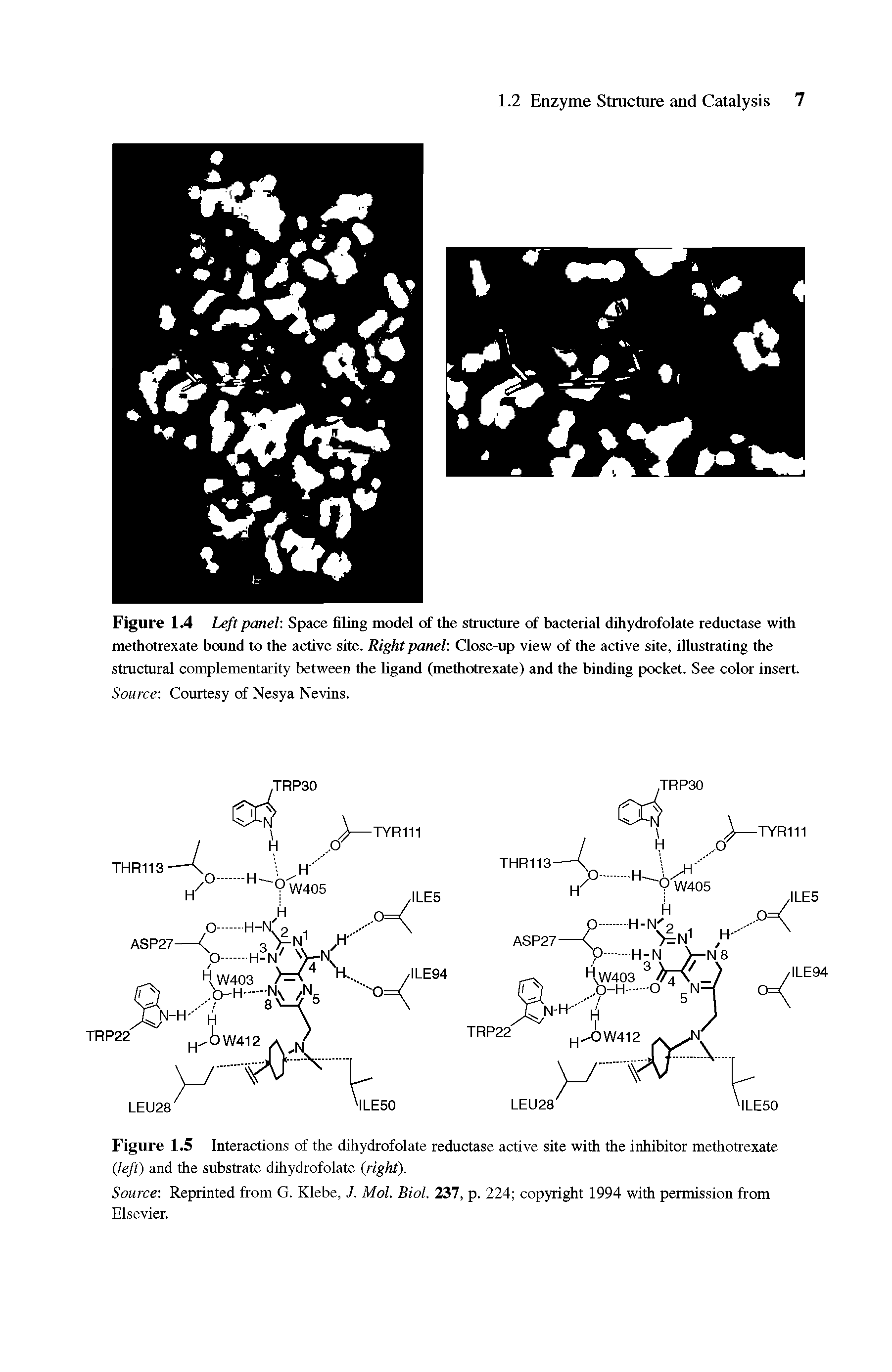 Figure 1.4 Left panel Space filing model of the structure of bacterial dihydrofolate reductase with methotrexate bound to the active site. Right panel Close-up view of the active site, illustrating the structural complementarity between the ligand (methotrexate) and the binding pocket. See color insert. Source Courtesy of Nesya Nevins.