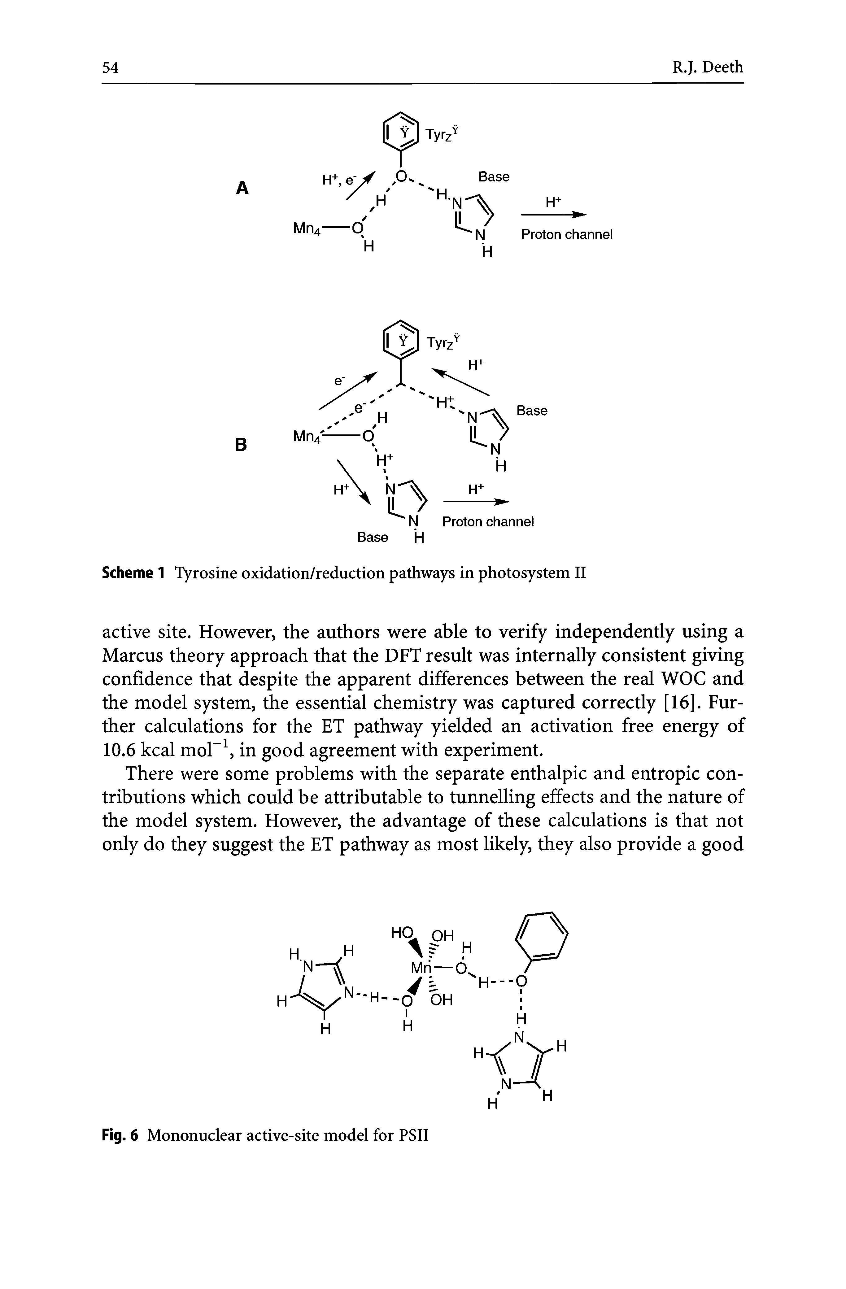 Scheme 1 Tyrosine oxidation/reduction pathways in photosystem II...