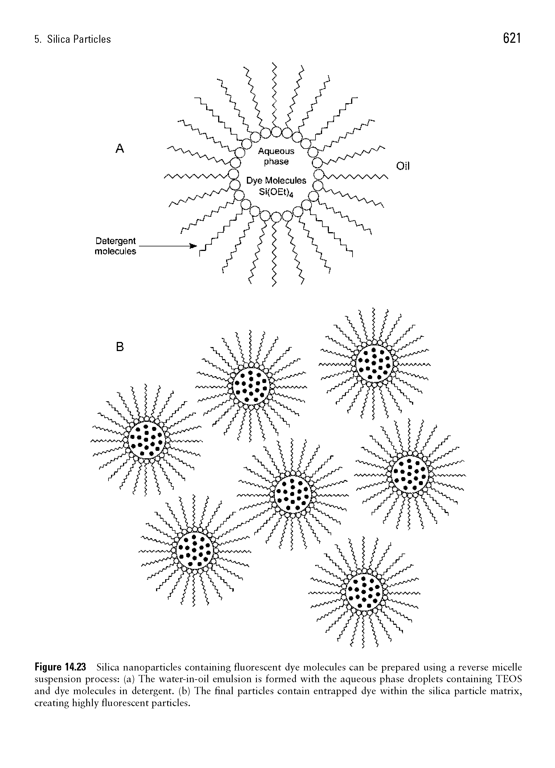 Figure 14.23 Silica nanoparticles containing fluorescent dye molecules can be prepared using a reverse micelle suspension process (a) The water-in-oil emulsion is formed with the aqueous phase droplets containing TEOS and dye molecules in detergent, (b) The final particles contain entrapped dye within the silica particle matrix, creating highly fluorescent particles.