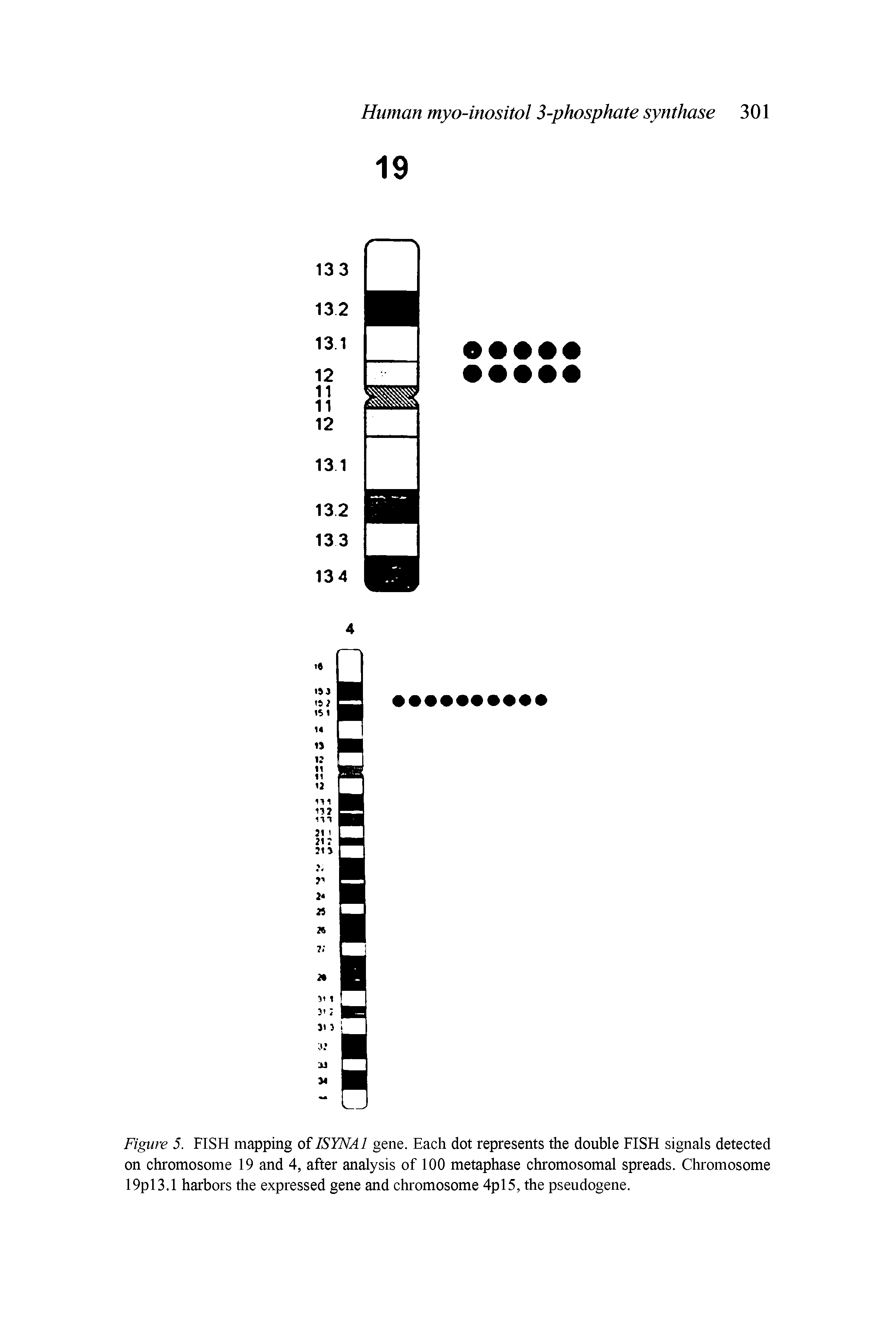 Figure 5. FISH mapping of ISYNA1 gene. Each dot represents the double FISH signals detected on chromosome 19 and 4, after analysis of 100 metaphase chromosomal spreads. Chromosome 19p 13.1 harbors the expressed gene and chromosome 4pl5, the pseudogene.