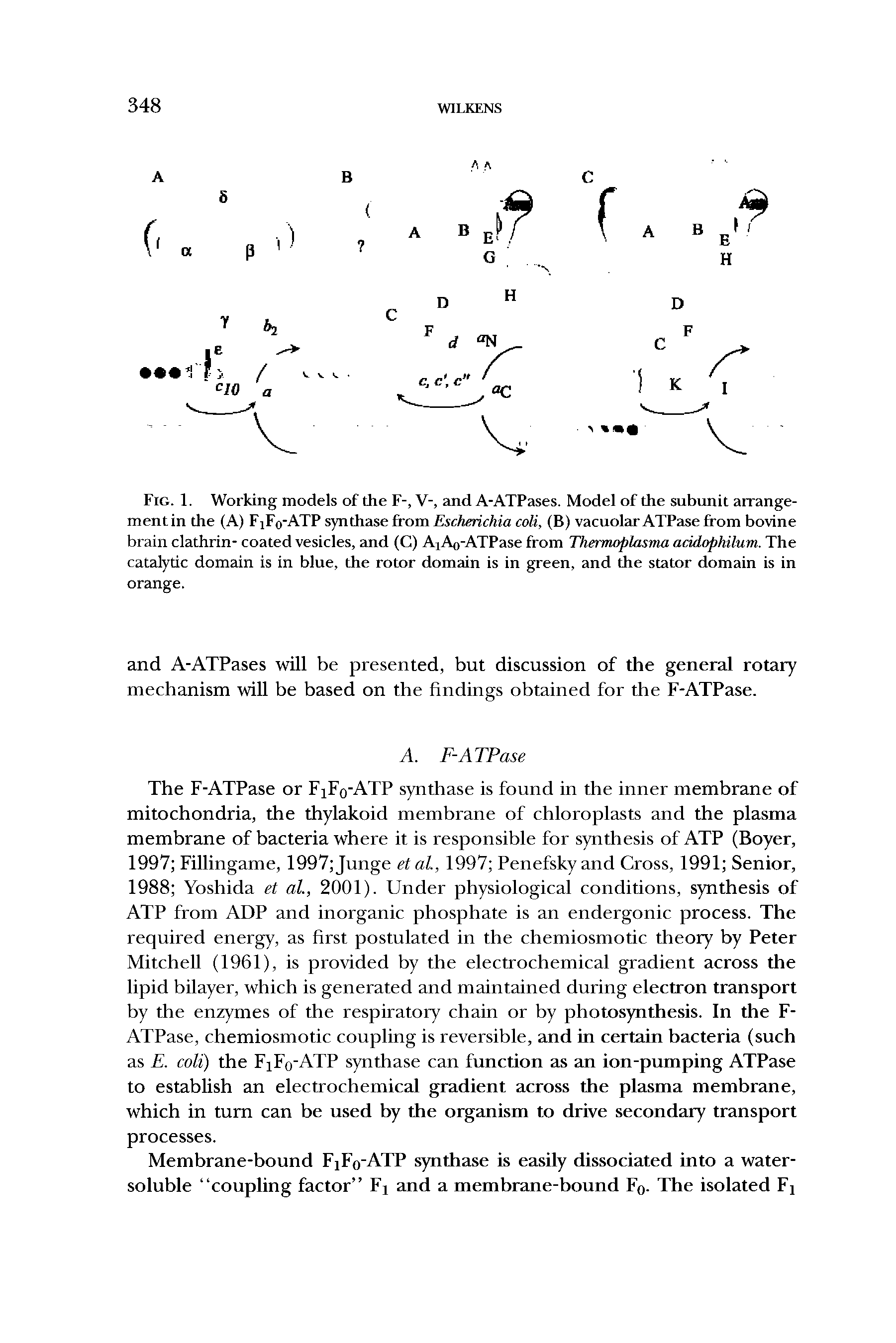 Fig. 1. Working models of the F-, V-, and A-ATPases. Model of the subunit arrange-mentin the (A) FjFo-ATP synthase from Escherichia colt, (B) vacuolar ATPase from bovine brain clathrin- coated vesicles, and (C) A A0-ATPase from Thermoplasma acidophilum. The catalytic domain is in blue, the rotor domain is in green, and the stator domain is in orange.