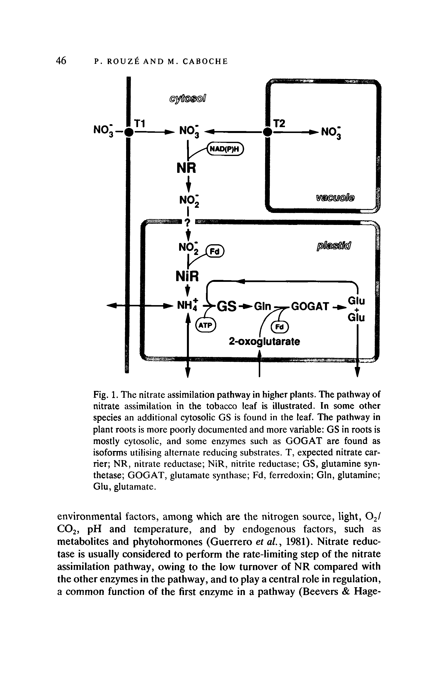 Fig. 1. The nitrate assimilation pathway in higher plants. The pathway of nitrate assimilation in the tobacco leaf is illustrated. In some other species an additional cytosolic GS is found in the leaf. The pathway in plant roots is more poorly documented and more variable GS in roots is mostly cytosolic, and some enzymes such as GOGAT are found as isoforms utilising alternate reducing substrates. T, expected nitrate carrier NR, nitrate reductase NiR, nitrite reductase GS, glutamine synthetase GOGAT, glutamate synthase Fd, ferredoxin Gin, glutamine Glu, glutamate.