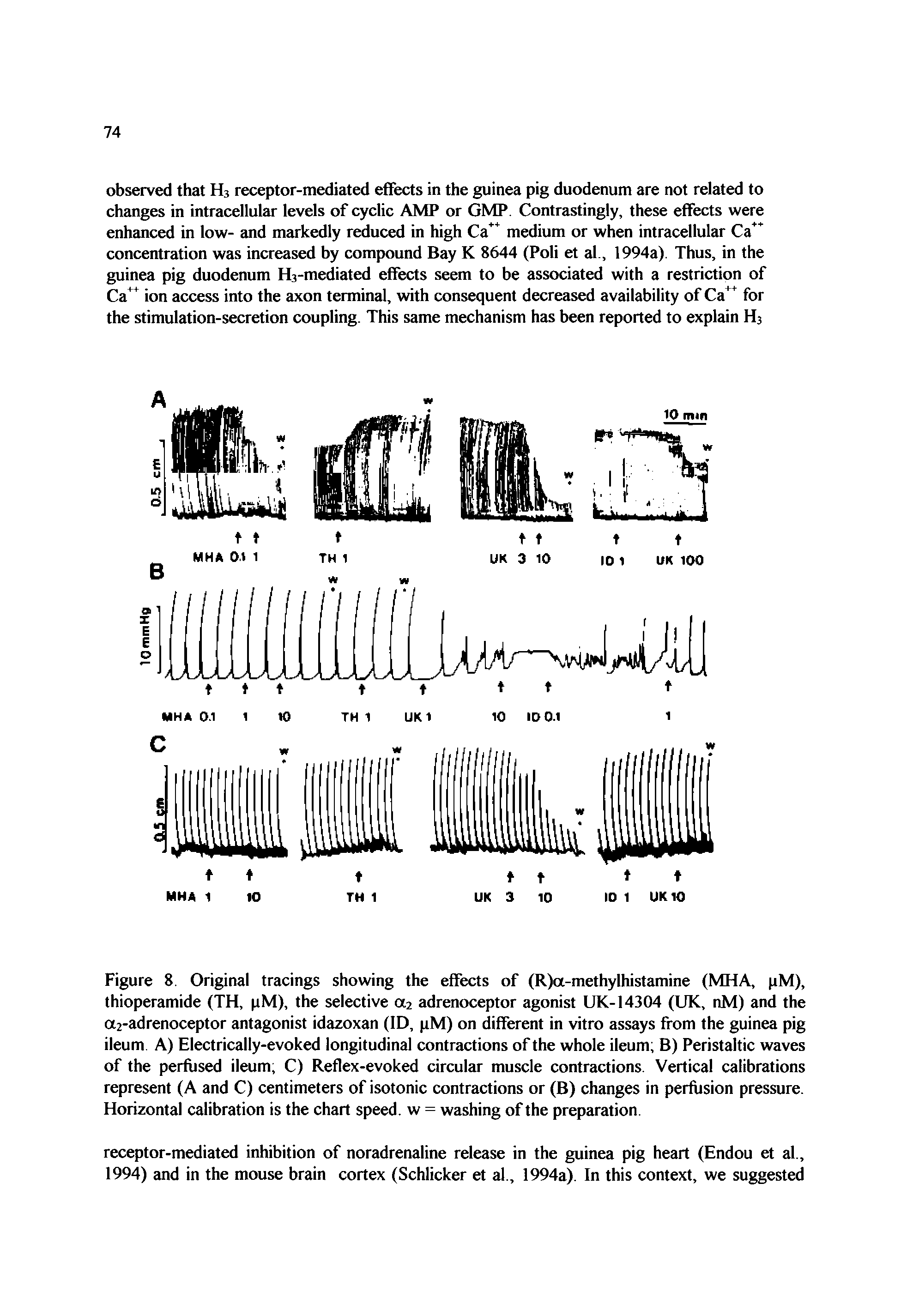 Figure 8. Original tracings showing the effects of (R)a-methylhistamine (MHA, pM), thioperamide (TH, pM), the selective a2 adrenoceptor agonist UK-14304 (UK, nM) and the a2-adrenoceptor antagonist idazoxan (ID, pM) on different in vitro assays from the guinea pig ileum A) Electrically-evoked longitudinal contractions of the whole ileum B) Peristaltic waves of the perfused ileum, C) Reflex-evoked circular muscle contractions Vertical calibrations represent (A and C) centimeters of isotonic contractions or (B) changes in perfusion pressure. Horizontal calibration is the chart speed, w = washing of the preparation...