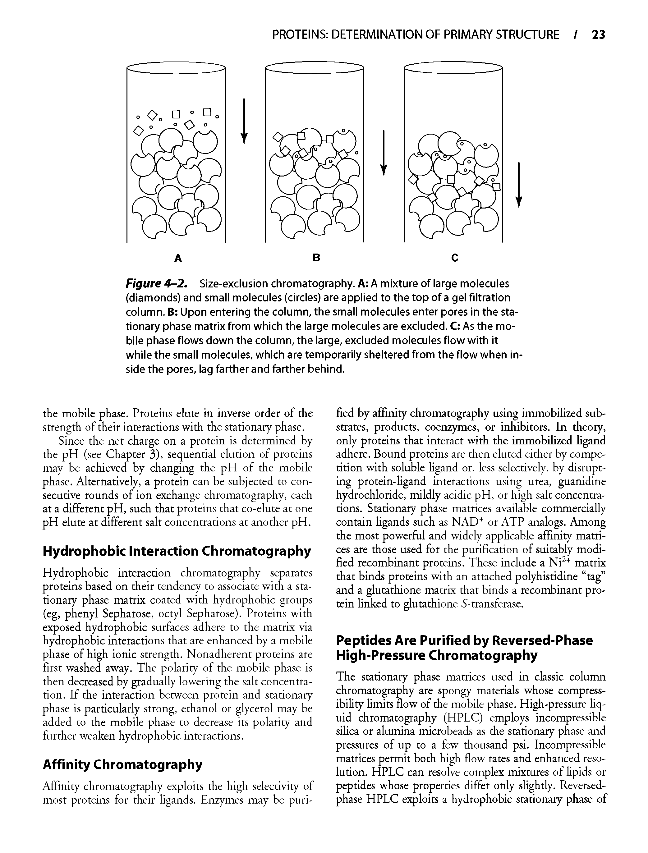 Figure 4-2. Size-exclusion chromatography. A A mixture of large molecules (diamonds) and small molecules (circles) are applied to the top of a gel filtration column. B Upon entering the column, the small molecules enter pores in the stationary phase matrix from which the large molecules are excluded. C As the mobile phase flows down the column, the large, excluded molecules flow with it while the small molecules, which are temporarily sheltered from the flow when inside the pores, lag farther and farther behind.