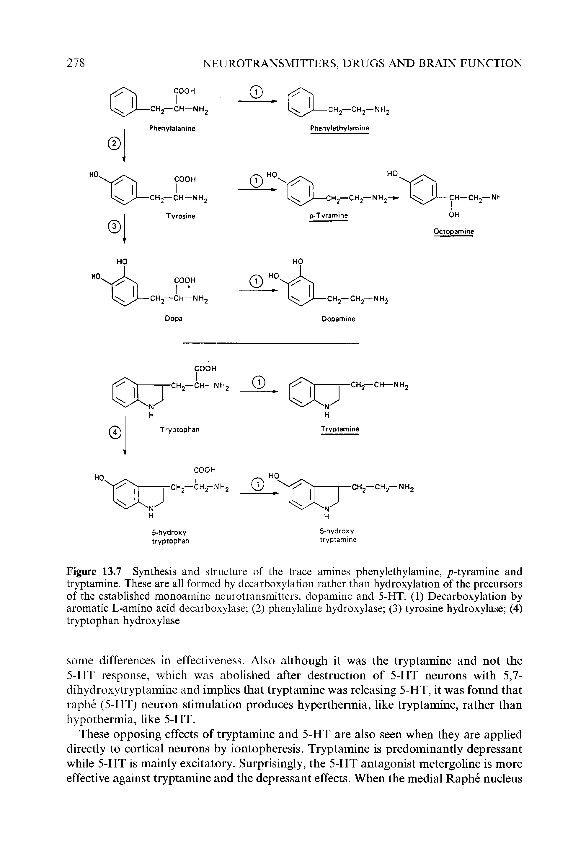 Figure 13.7 Synthesis and structure of the trace amines phenylethylamine, /)-tyramine and tryptamine. These are all formed by decarboxylation rather than hydroxylation of the precursors of the established monoamine neurotransmitters, dopamine and 5-HT. (1) Decarboxylation by aromatic L-amino acid decarboxylase (2) phenylaline hydroxylase (3) tyrosine hydroxylase (4) tryptophan hydroxylase...