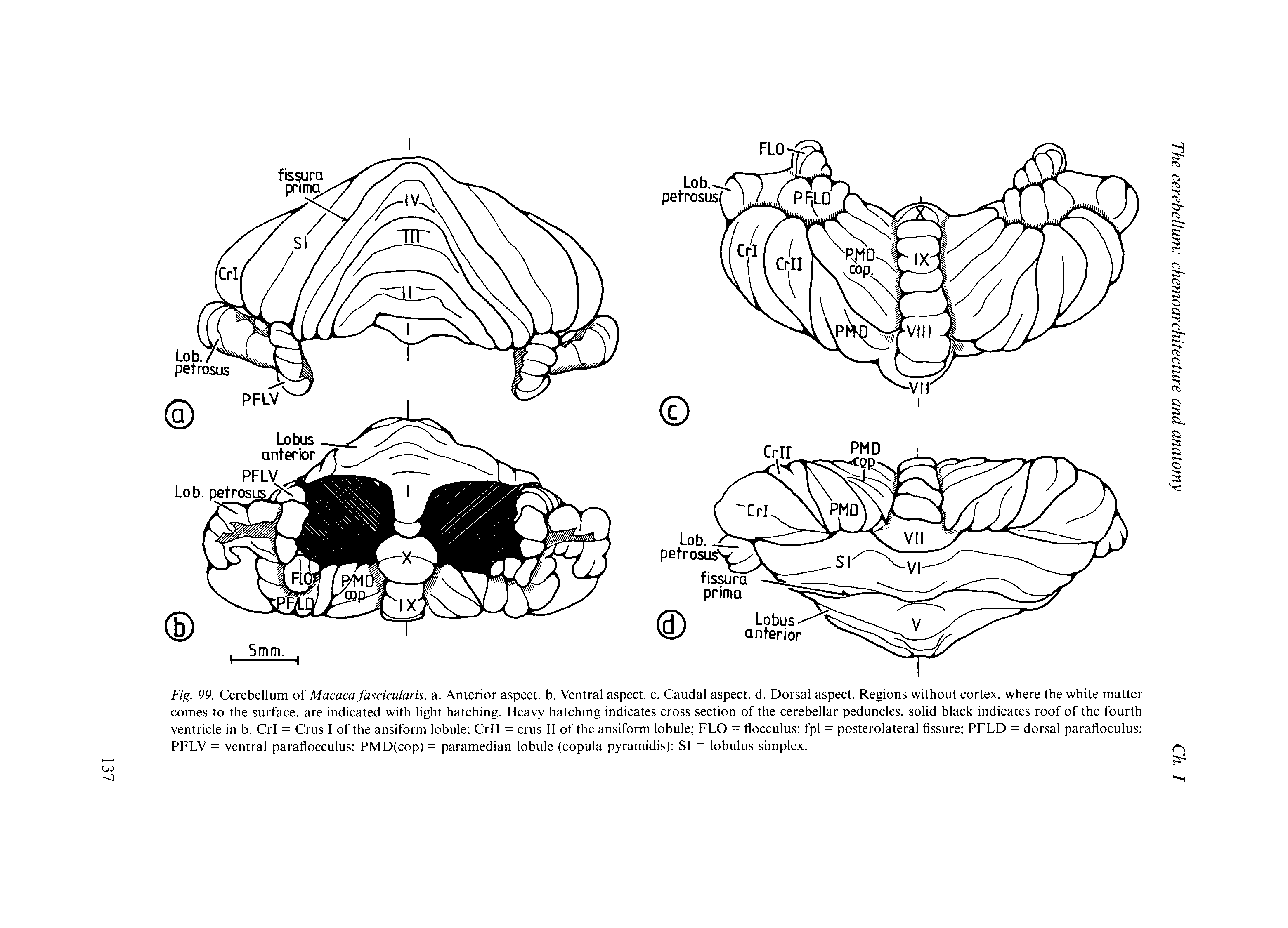 Fig. 99. Cerebellum of Macaca fascicularis. a. Anterior aspect, b. Ventral aspect, c. Caudal aspect, d. Dorsal aspect. Regions without cortex, where the white matter comes to the surface, are indicated with light hatching. Heavy hatching indicates cross section of the cerebellar peduncles, solid black indicates roof of the fourth ventricle in b. CrI = Crus I of the ansiform lobule CrII = crus II of the ansiform lobule FLO = flocculus fpl = posterolateral fissure PFLD = dorsal parafloculus PFLV = ventral paraflocculus PMD(cop) = paramedian lobule (copula pyramidis) SI = lobulus simplex.