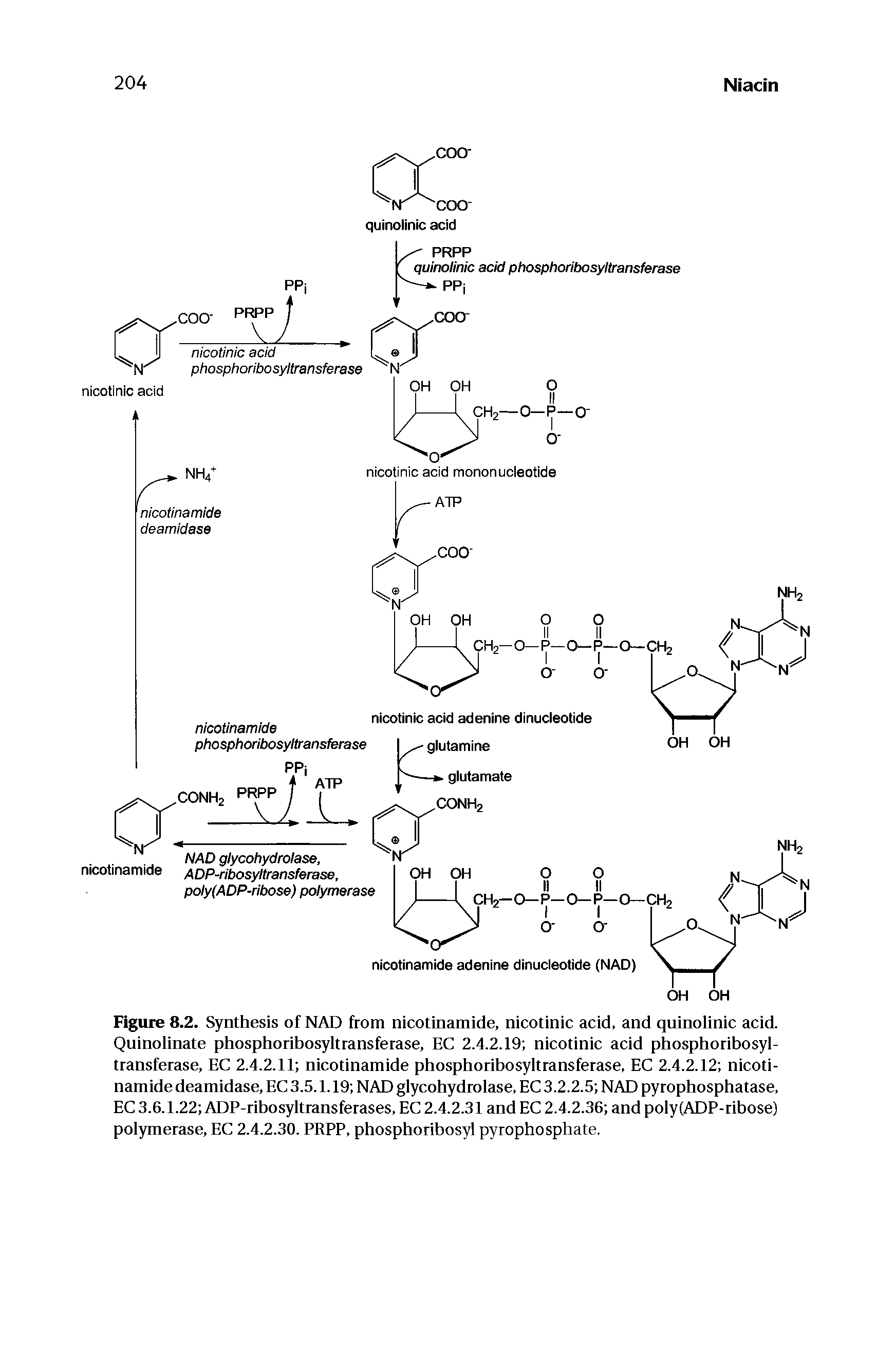 Figure 8.2. Synthesis of NAD from nicotinamide, nicotinic acid, and qninolinic acid. Quinolinate phosphoribosyltransferase, EC 2.4.2.19 nicotinic acid phosphoribosyl-transferase, EC 2.4.2.11 nicotinamide phosphoribosyltransferase, EC 2.4.2.12 nicotinamide deamidase, EC 3.5.1.19 NAD glycohydrolase, EC 3.2.2.S NAD pyrophosphatase, EC 3.6.1.22 ADP-ribosyltransferases, EC 2.4.2.31 and EC 2.4.2.36 and poly(ADP-ribose) polymerase, EC 2.4.2.30. PRPP, phosphoribosyl pyrophosphate.