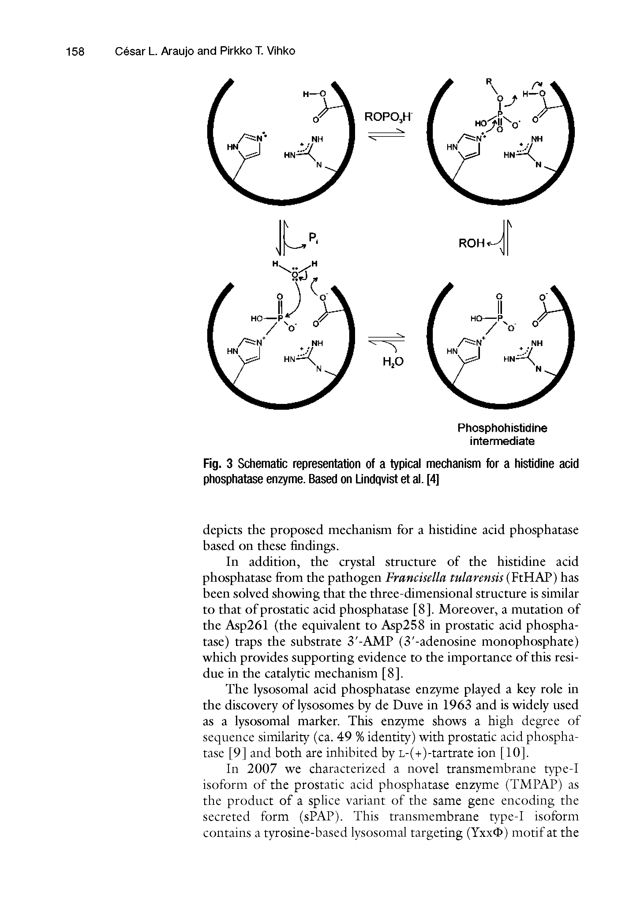 Fig. 3 Schematic representation of a typical mechanism for a histidine acid phosphatase enzyme. Based on Lindqvist et al. [4]...