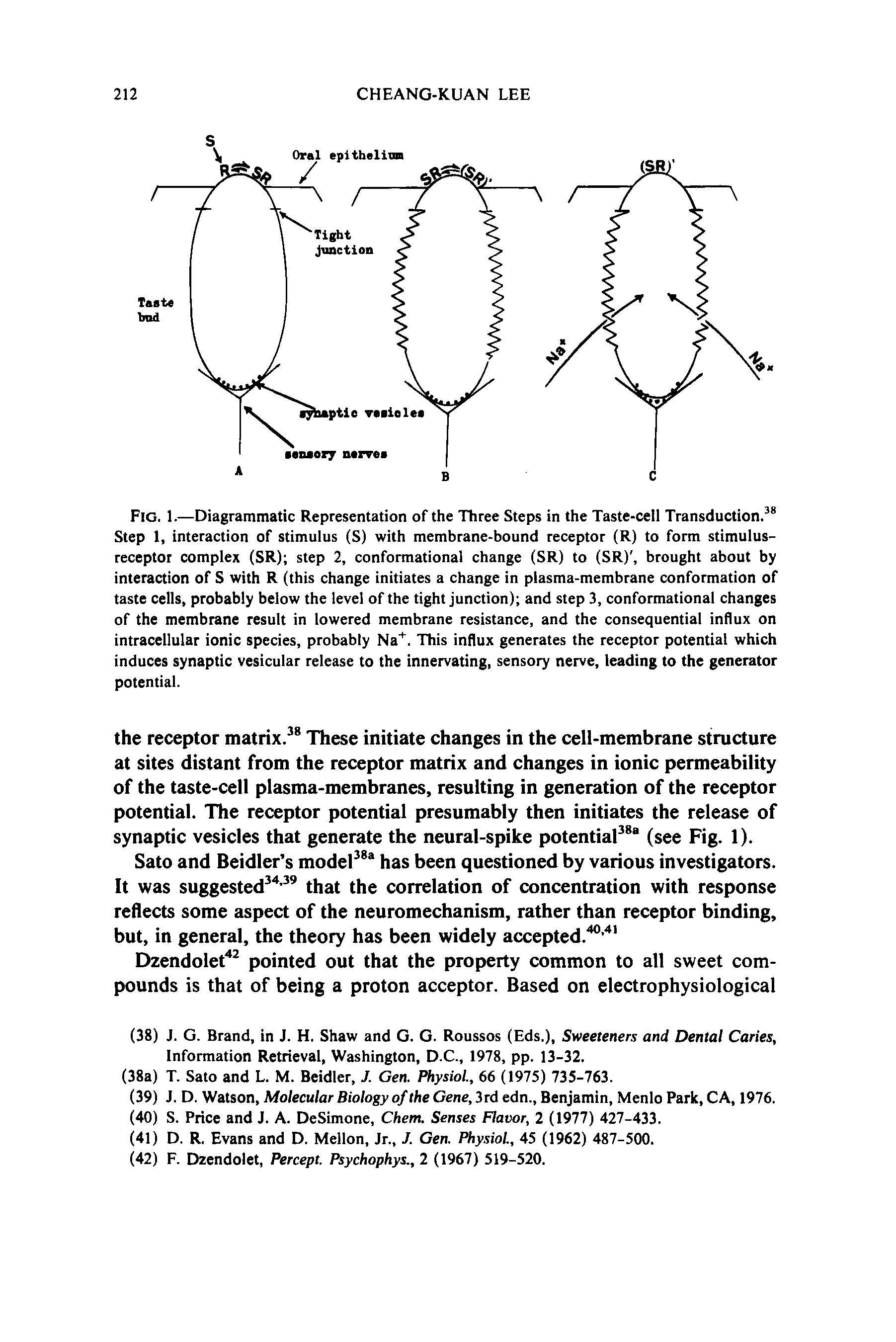 Fig. 1.—Diagrammatic Representation of the Three Steps in the Taste-cell Transduction. Step 1, interaction of stimulus (S) with membrane-bound receptor (R) to form stimulus-receptor complex (SR) step 2, conformational change (SR) to (SR), brought about by interaction of S with R (this change initiates a change in plasma-membrane conformation of taste cells, probably below the level of the tight junction) and step 3, conformational changes of the membrane result in lowered membrane resistance, and the consequential influx on intracellular ionic species, probably Na. This influx generates the receptor potential which induces synaptic vesicular release to the innervating, sensory nerve, leading to the generator potential.