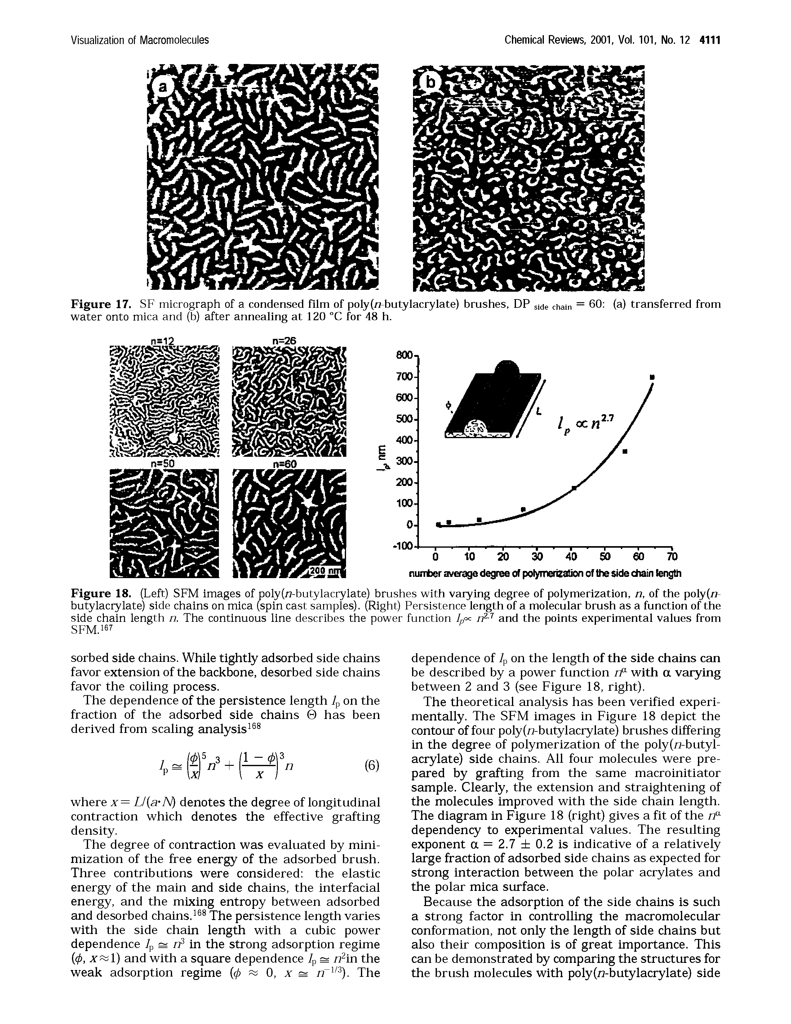 Figure 18. (Left) SFM images of poly(r -butylacrylate) brushes with varying degree of polymerization, n, of the polyfn-butylacrylate) side chains on mica (spin cast samples). (Right) Persistence length of a molecular brush as a function of the side chain length n. The continuous line describes the power function lp<x n21 and the points experimental values from SFM.167...