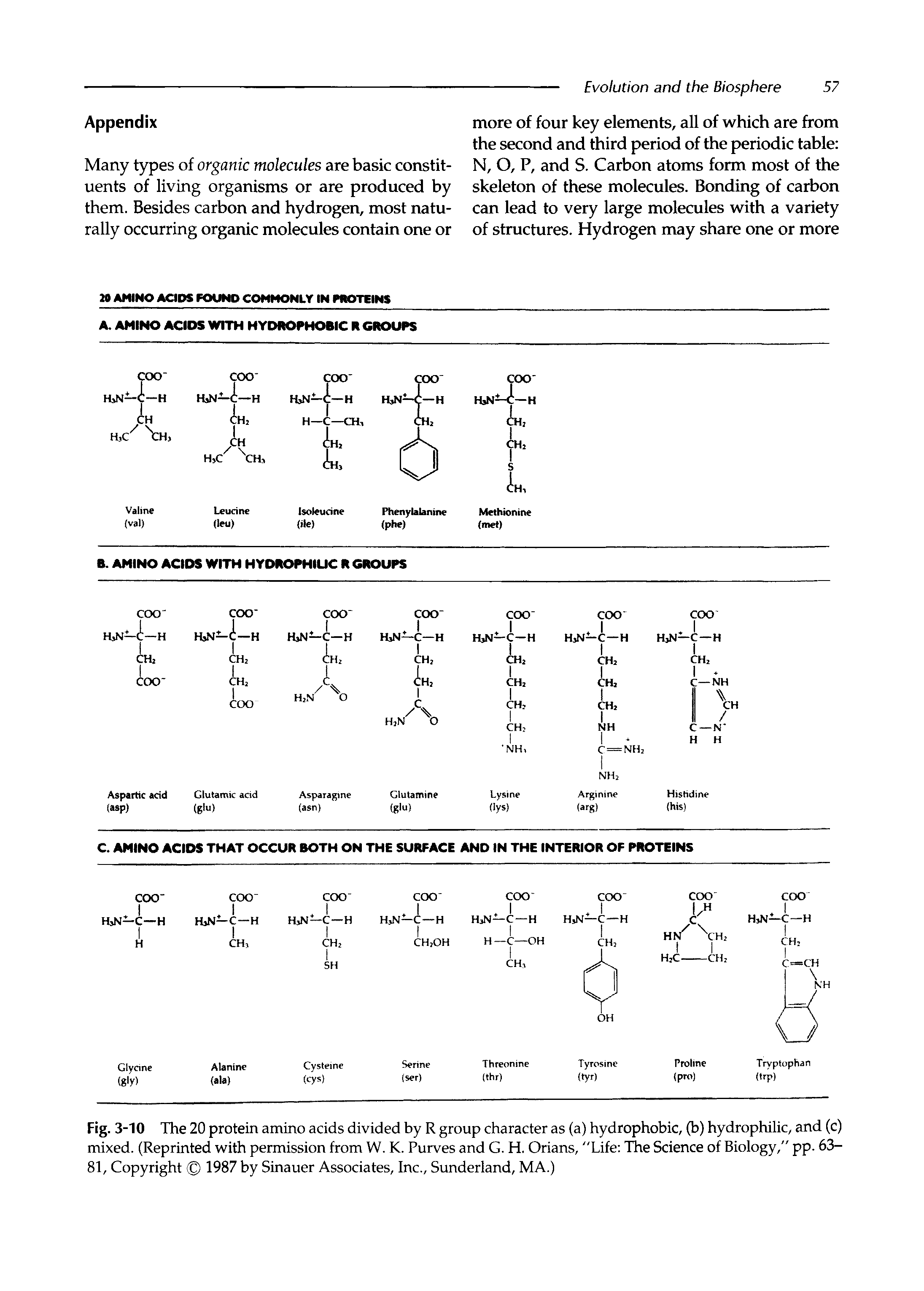 Fig. 3-10 The 20 protein amino acids divided by R group character as (a) hydrophobic, (b) hydrophilic, and (c) mixed. (Reprinted with permission from W. K. Purves and G. H. Orians, Life The Science of Biology," pp. 63-81, Copyright 1987 by Sinauer Associates, Inc., Sunderland, MA.)...