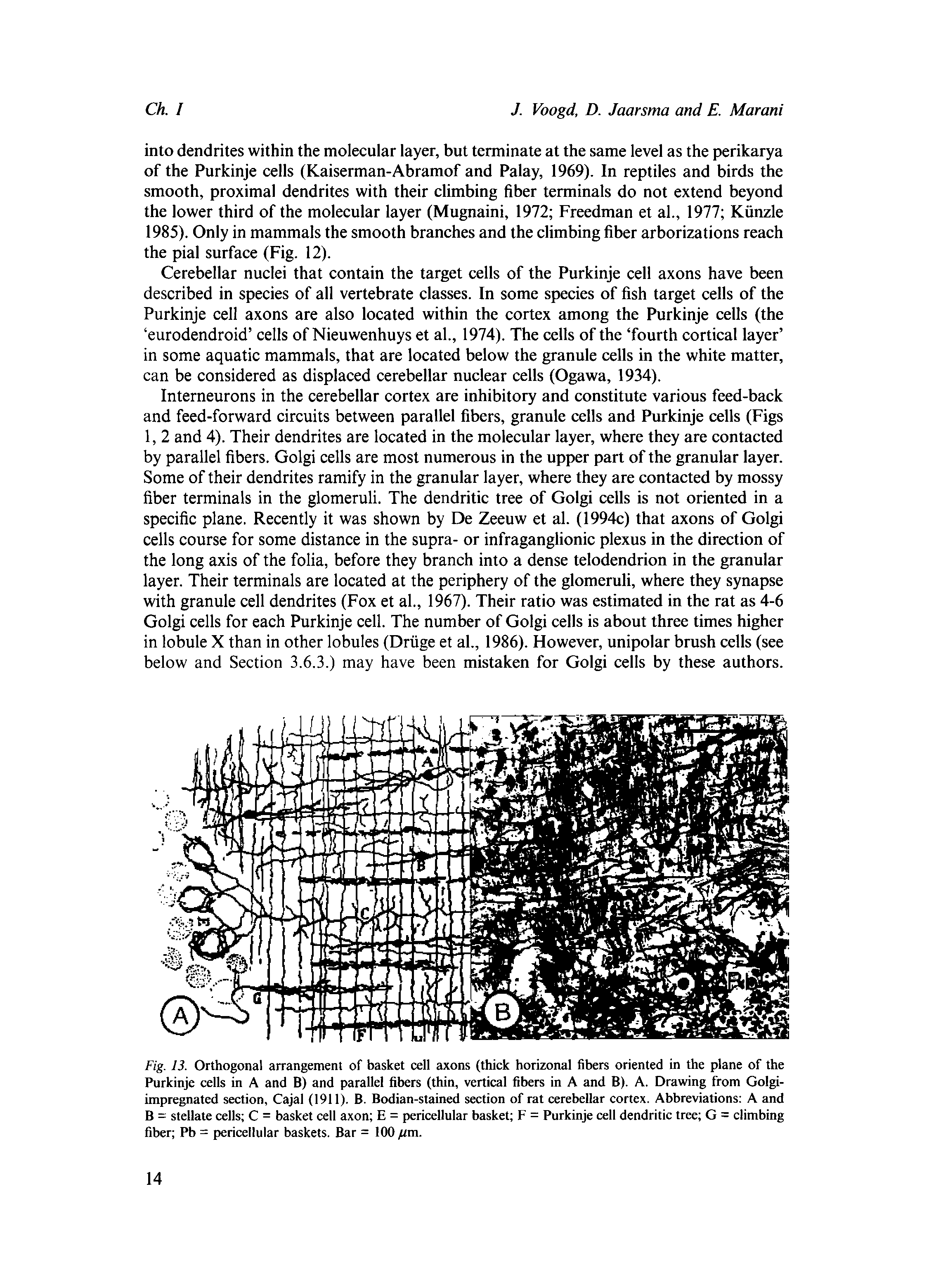 Fig. 13. Orthogonal arrangement of basket cell axons (thick horizonal fibers oriented in the plane of the Purkinje cells in A and B) and parallel fibers (thin, vertical fibers in A and B). A. Drawing from Golgi-impregnated section, Cajal (1911). B. Bodian-stained section of rat cerebellar cortex. Abbreviations A and B = stellate cells C = basket cell axon E = pericellular basket F = Purkinje cell dendritic tree G = climbing fiber Pb = pericellular baskets. Bar = 100 fim.