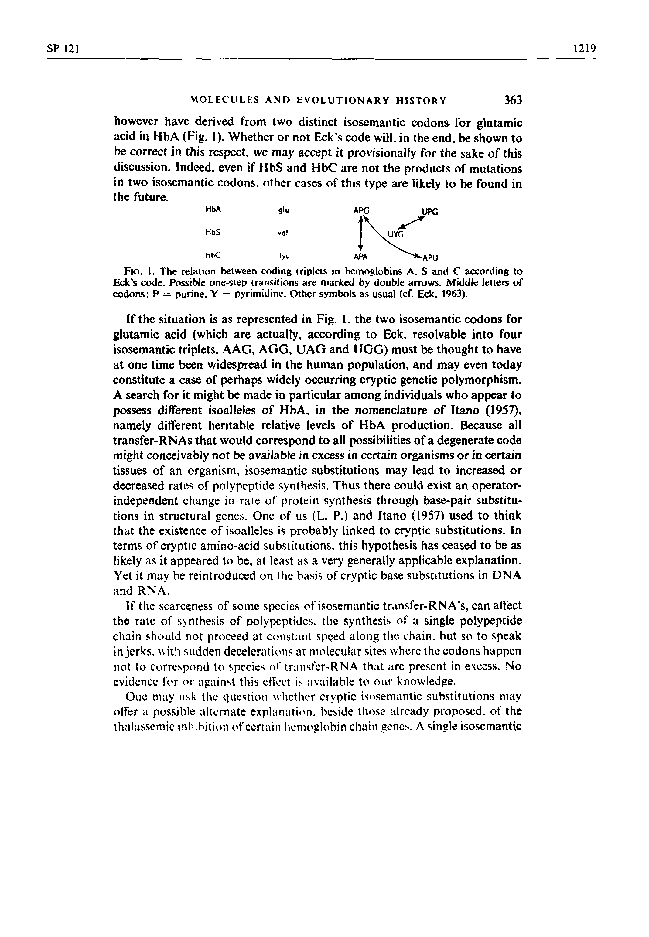 Fig. I. The relation between coding triplets in hemoglobins A, S and C according to Eck s code. Possible one-step transitions are marked by double arrows. Middle letters of codons P = purine. Y = pyrimidine. Other symbols as usual (cf. Eck. 1963).