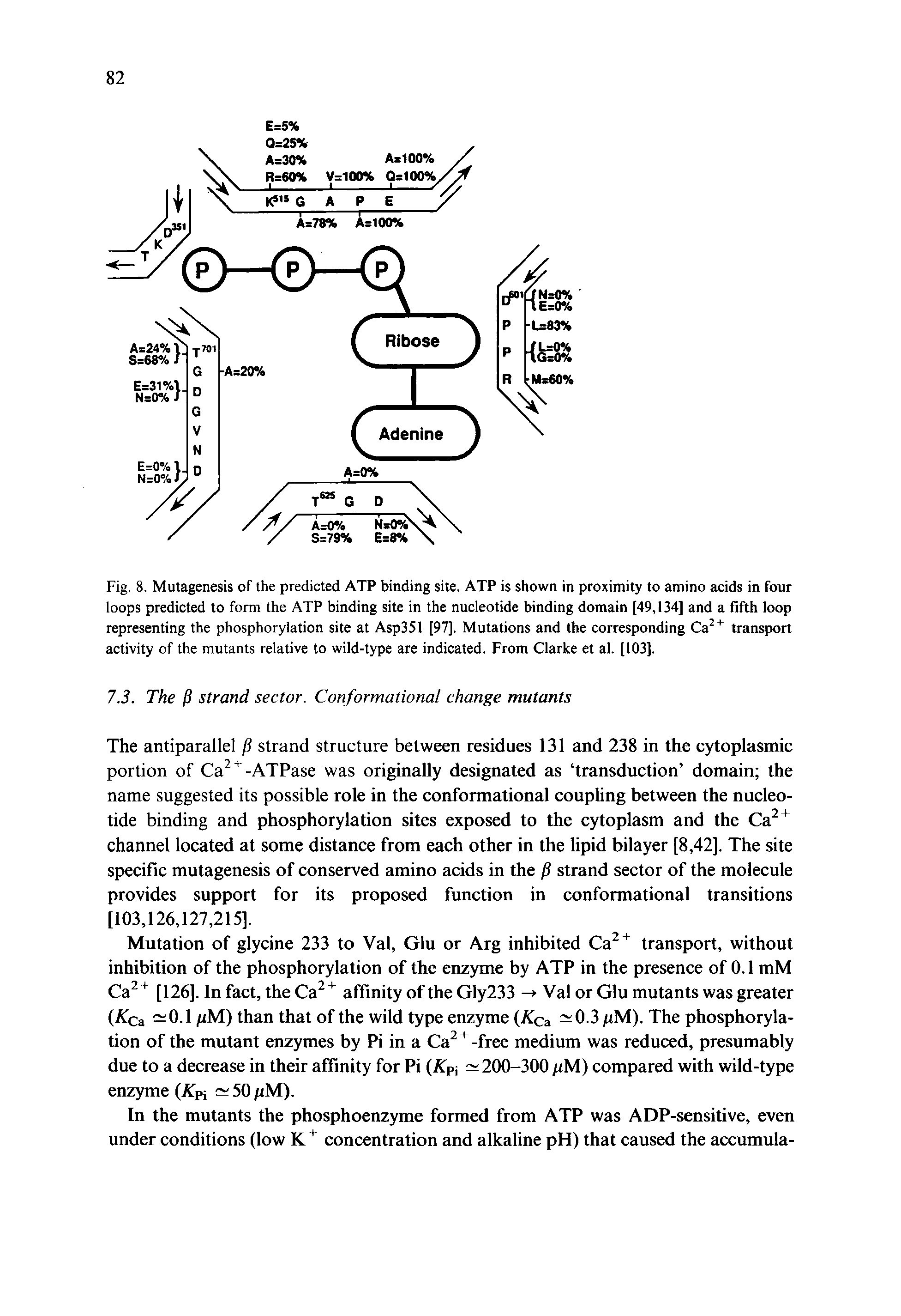 Fig. 8. Mutagenesis of the predicted ATP binding site. ATP is shown in proximity to amino acids in four loops predicted to form the ATP binding site in the nucleotide binding domain [49,134] and a fifth loop representing the phosphorylation site at Asp351 [97], Mutations and the corresponding Ca transport activity of the mutants relative to wild-type are indicated. From Clarke et al. [103).