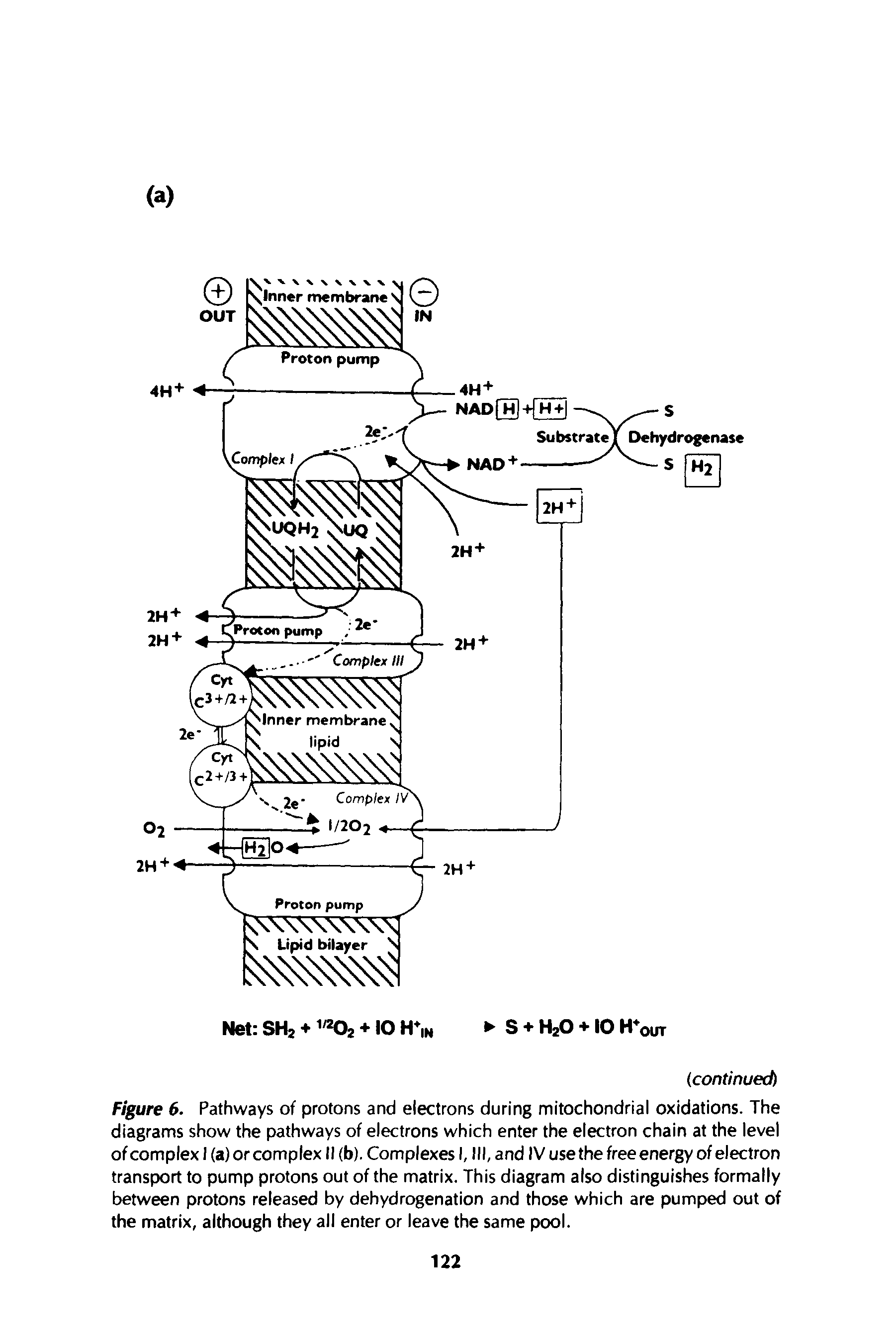 Figure 6. Pathways of protons and electrons during mitochondrial oxidations. The diagrams show the pathways of electrons which enter the electron chain at the level ofcomplexi (a)orcomplex II (b). Complexes I, III, and IV usethefreeenergy of electron transport to pump protons out of the matrix. This diagram also distinguishes formally between protons released by dehydrogenation and those which are pumped out of the matrix, although they all enter or leave the same pool.