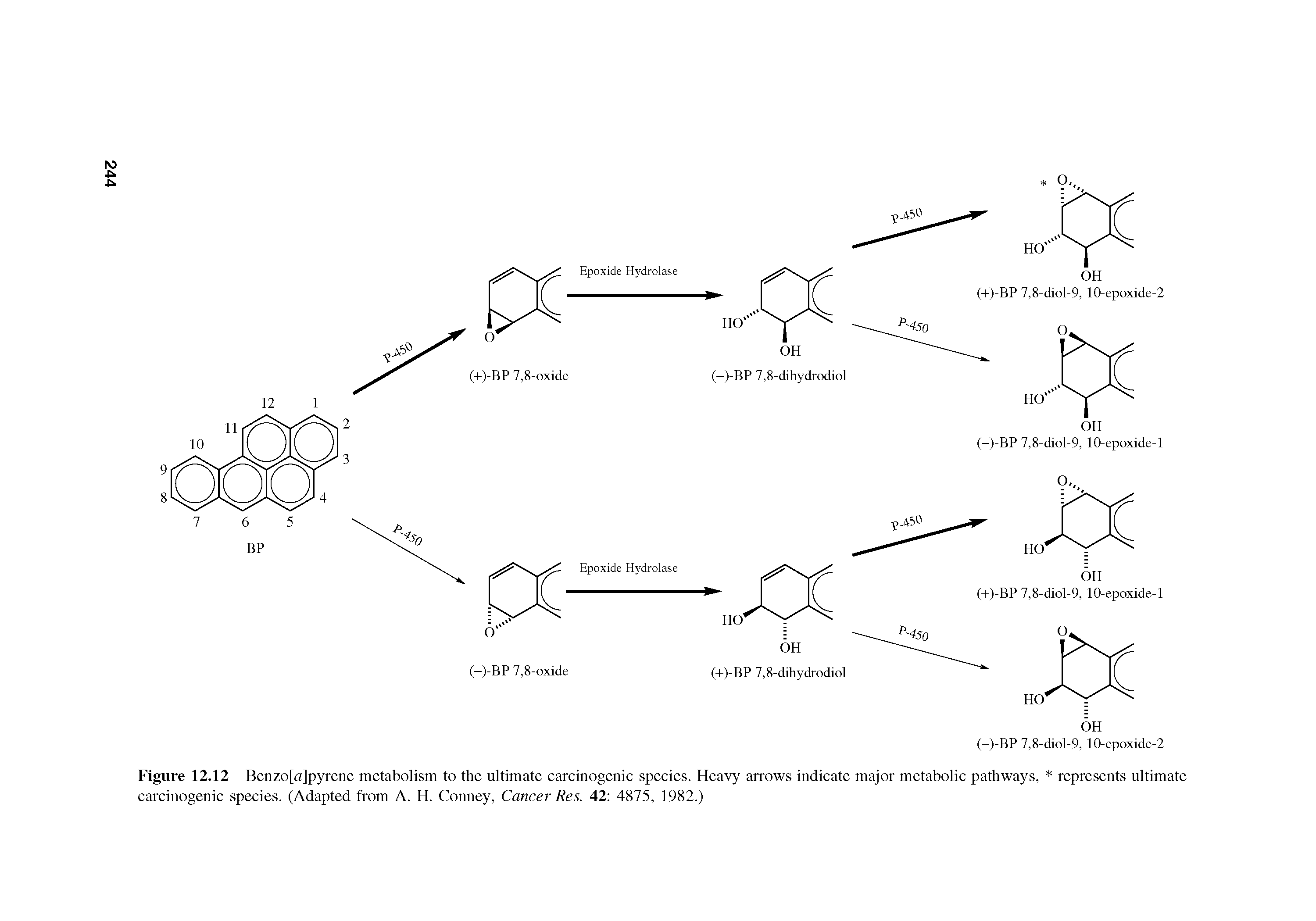 Figure 12.12 Benzo[a]pyrene metabolism to the ultimate carcinogenic species. Heavy arrows indicate major metabolic pathways, represents ultimate carcinogenic species. (Adapted from A. H. Conney, Cancer Res. 42 4875, 1982.)...