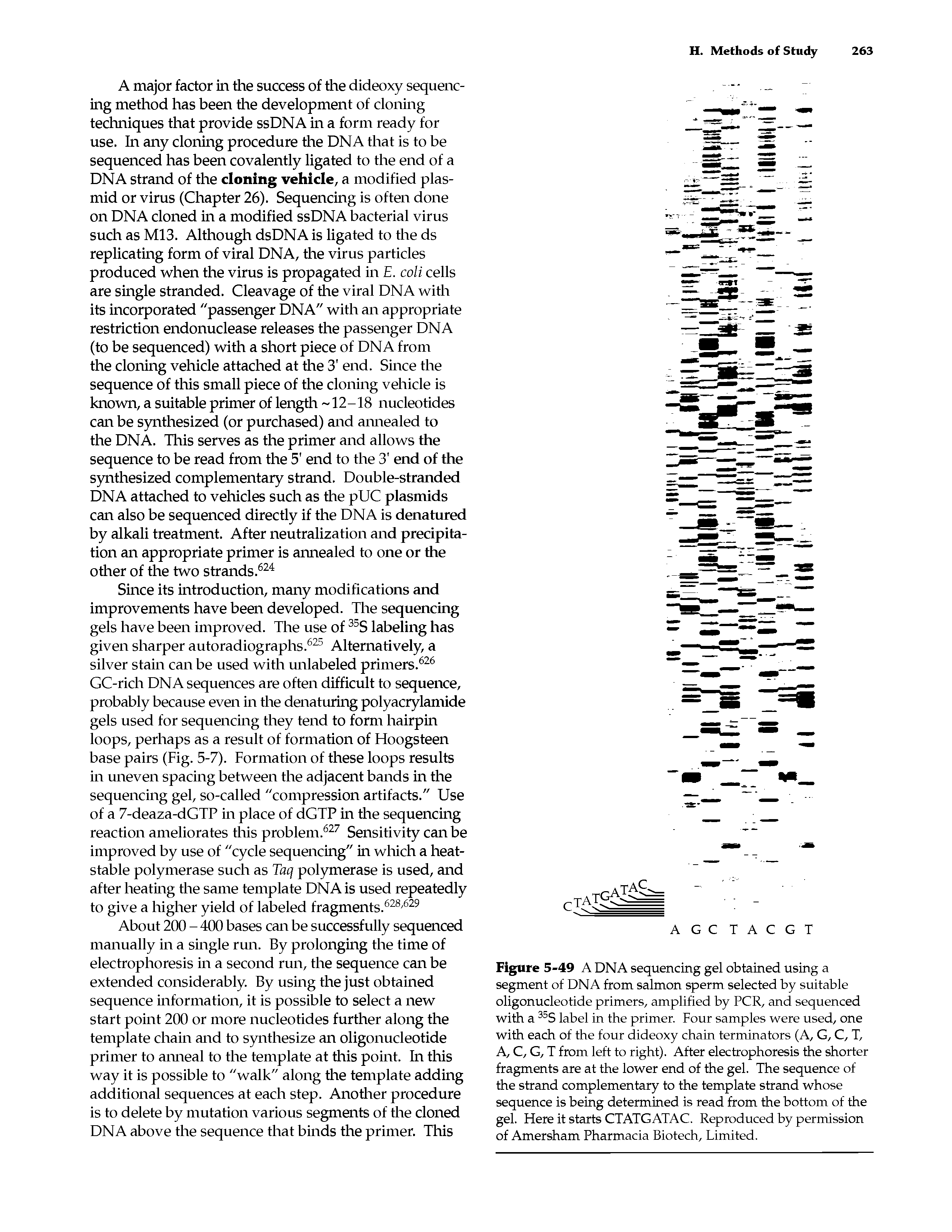 Figure 5-49 A DNA sequencing gel obtained using a segment of DNA from salmon sperm selected by suitable oligonucleotide primers, amplified by PCR, and sequenced with a 35S label in the primer. Four samples were used, one with each of the four dideoxy chain terminators (A, G, C, T, A, C, G, T from left to right). After electrophoresis the shorter fragments are at the lower end of the gel. The sequence of the strand complementary to the template strand whose sequence is being determined is read from the bottom of the gel. Here it starts CTATGATAC. Reproduced by permission of Amersham Pharmacia Biotech, Limited.