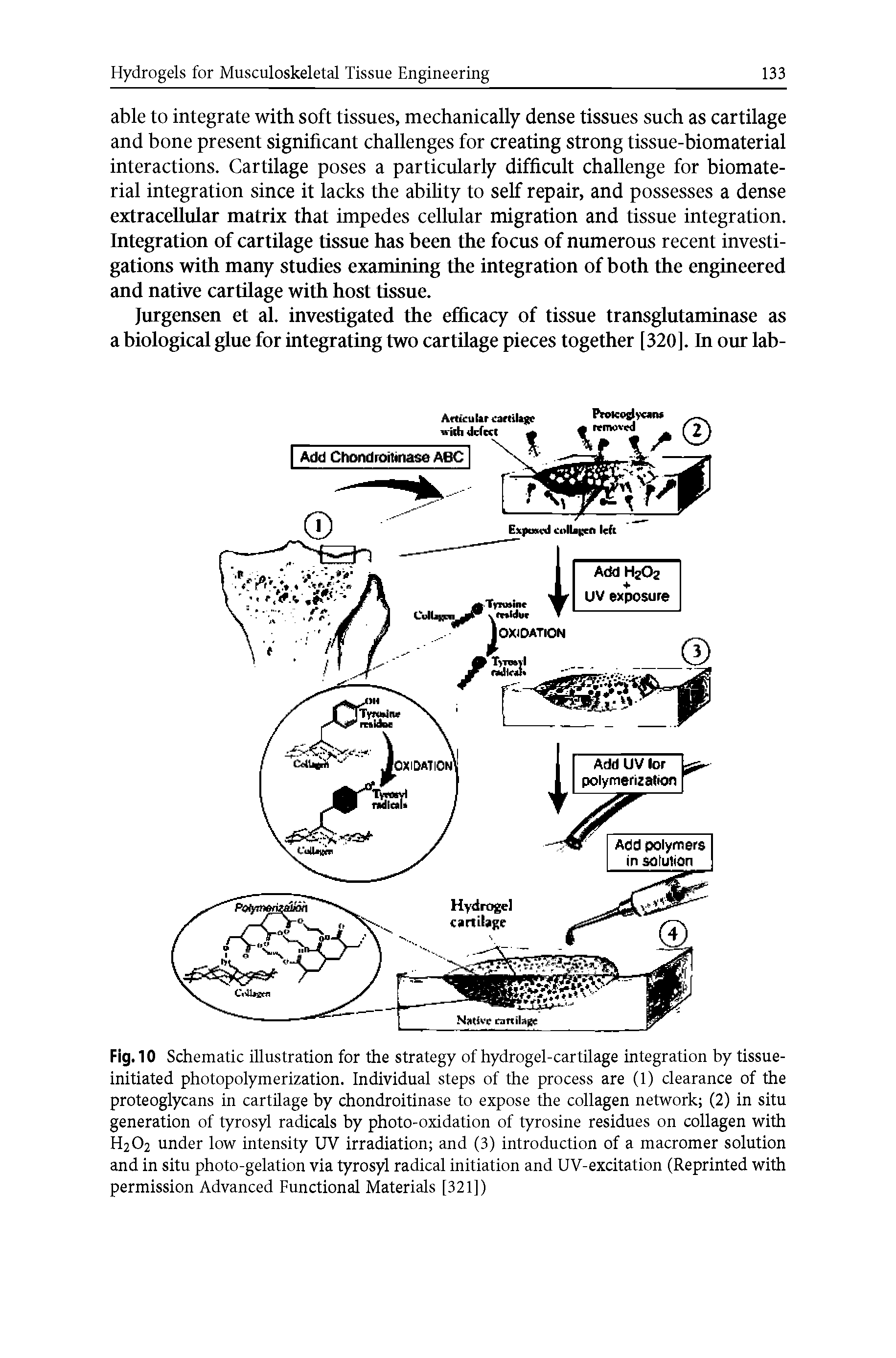 Fig. 10 Schematic illustration for the strategy of hydrogel-cartilage integration by tissue-initiated photopolymerization. Individual steps of the process are (1) clearance of the proteoglycans in cartilage by chondroitinase to expose the collagen network (2) in situ generation of tyrosyl radicals by photo-oxidation of tyrosine residues on collagen with H2O2 under low intensity UV irradiation and (3) introduction of a macromer solution and in situ photo-gelation via tyrosyl radical initiation and UV-excitation (Reprinted with permission Advanced Functional Materials [321])...