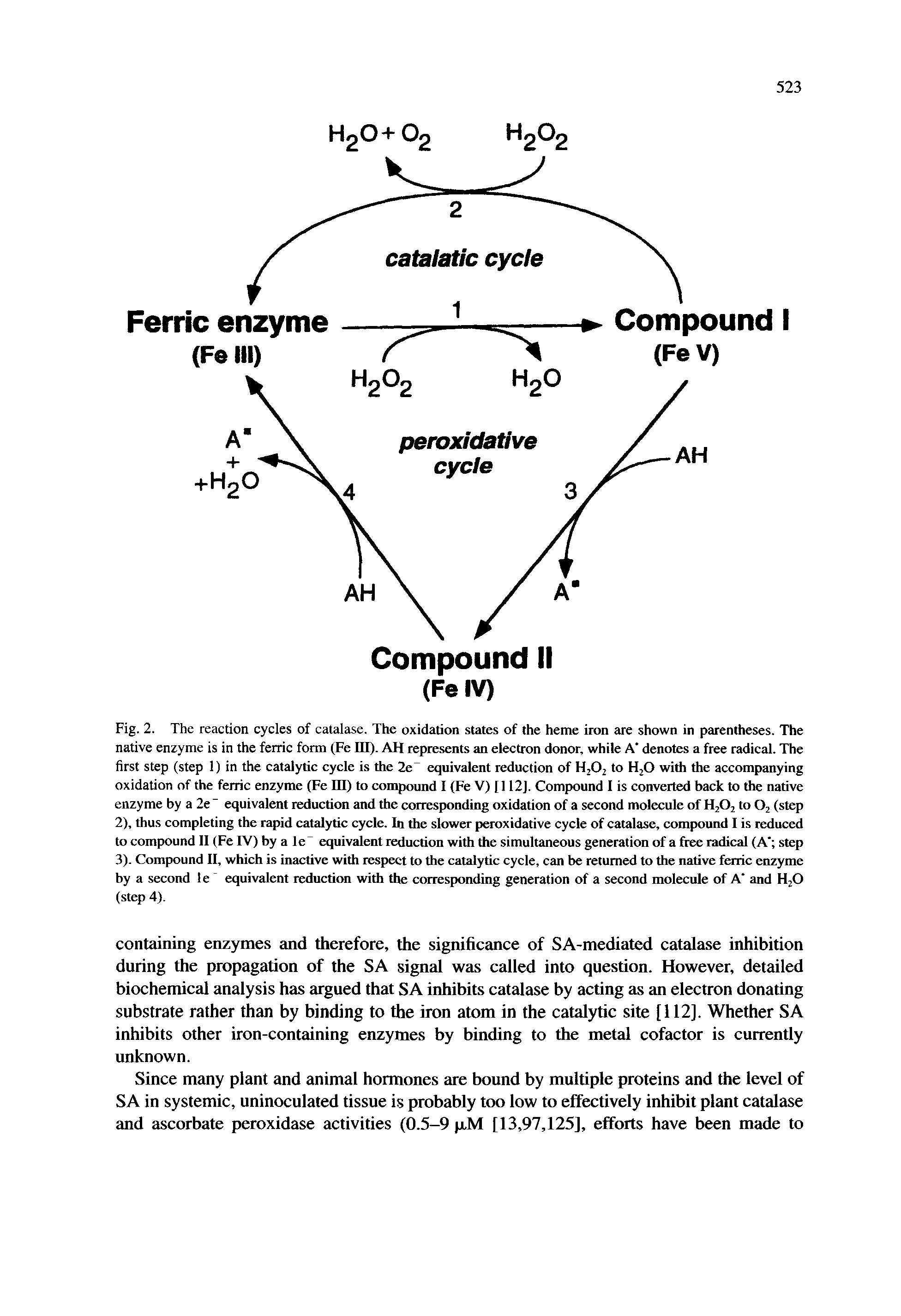 Fig. 2. The reaction cycles of catalase. The oxidation states of the heme iron are shown in parentheses. The native enzyme is in the ferric form (Fe III). AH represents an electron donor, while A denotes a free radical. The first step (step 1) in the catalytic cycle is the 2e equivalent reduction of HjOj to HjO with the accompanying oxidation of the ferric enzyme (Fe HI) to compound I (Fe V) [112]. Compound I is converted back to the native enzyme by a 2e " equivalent reduction and the corresponding oxidation of a second molecule of HjOj to O2 (step...