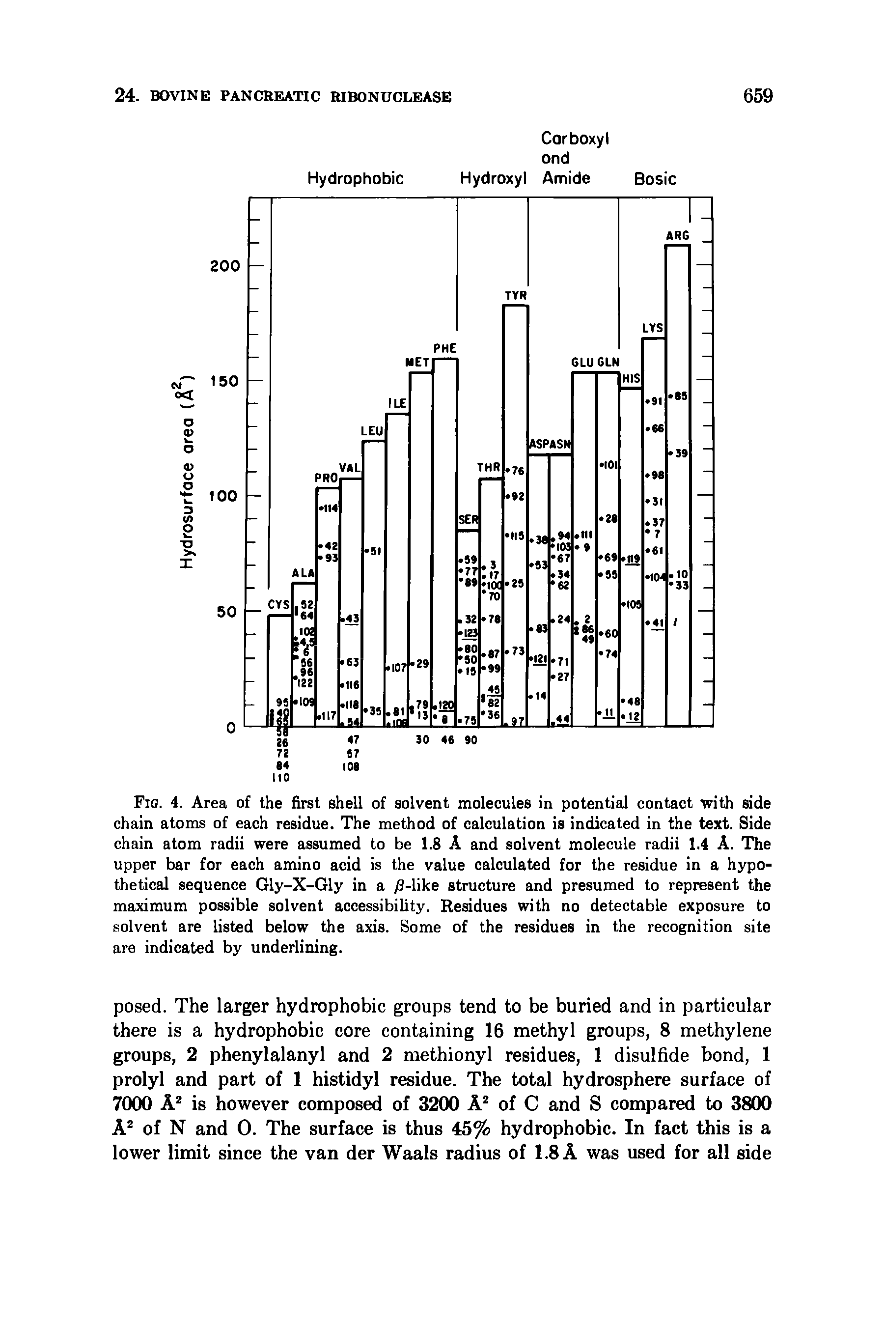 Fig. 4. Area of the first shell of solvent molecules in potential contact with side chain atoms of each residue. The method of calculation is indicated in the text. Side chain atom radii were assumed to be 1.8 A and solvent molecule radii 1.4 A. The upper bar for each amino acid is the value calculated for the residue in a hypothetical sequence Gly-X-Gly in a /3-like structure and presumed to represent the maximum possible solvent accessibility. Residues with no detectable exposure to solvent are listed below the axis. Some of the residues in the recognition site are indicated by underlining.
