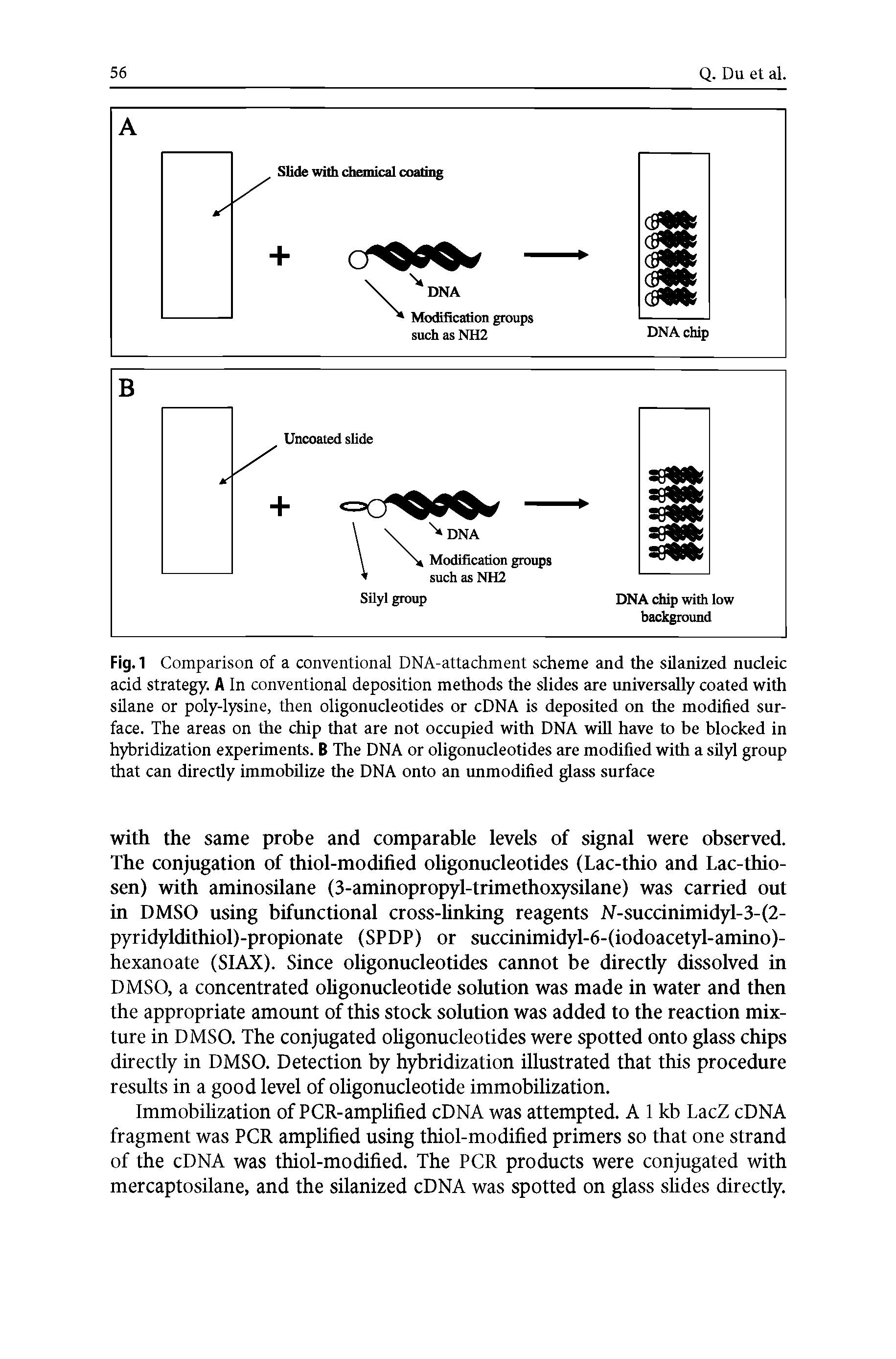 Fig. 1 Comparison of a conventional DNA-attachment scheme and the silanized nucleic acid strategy. A In conventional deposition methods the slides are universally coated with silane or poly-lysine, then oligonucleotides or cDNA is deposited on the modified surface. The areas on the chip that are not occupied with DNA will have to be blocked in hybridization experiments. B The DNA or oligonucleotides are modified with a silyl group that can directly immobilize the DNA onto an unmodified glass surface...