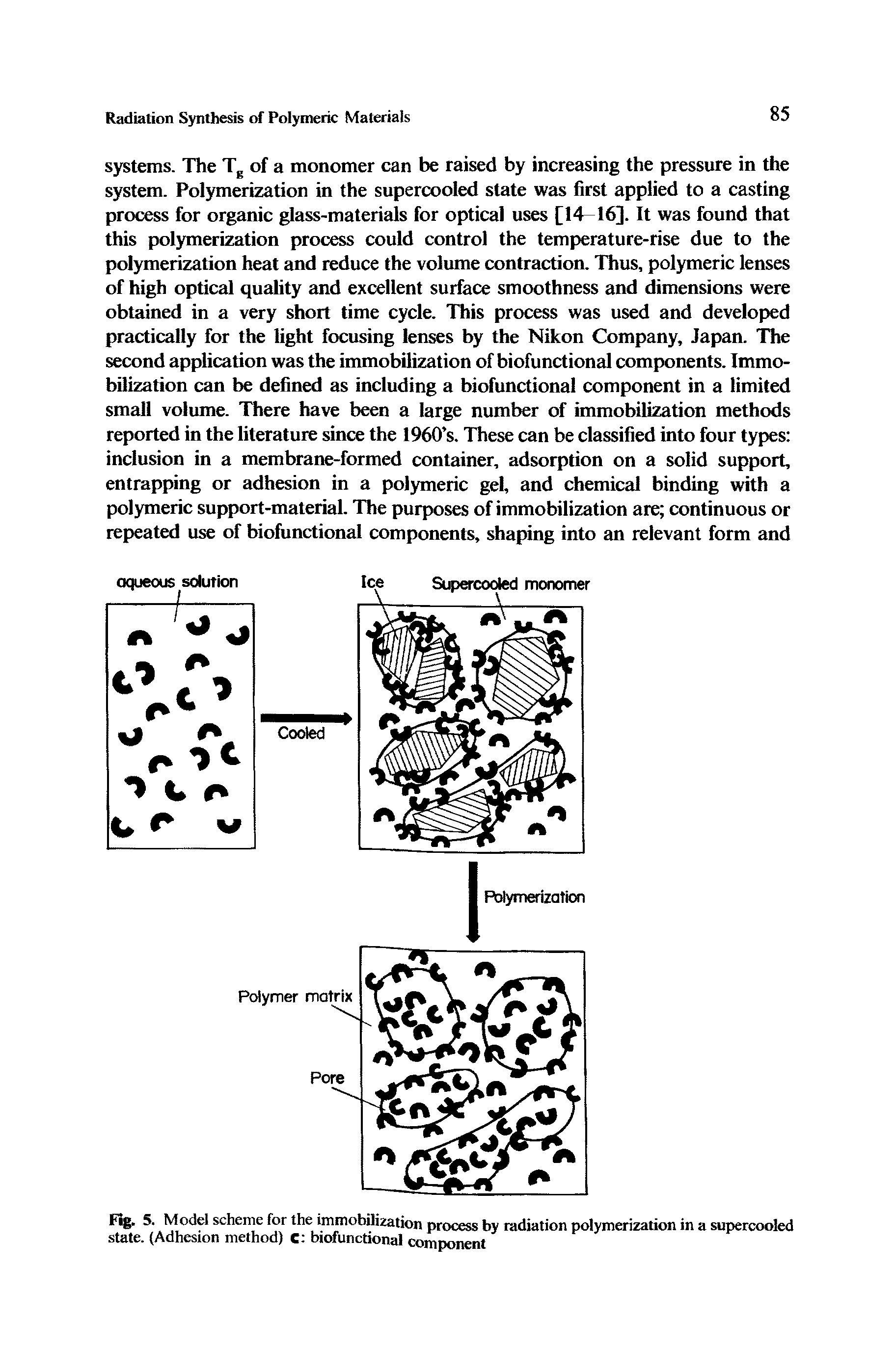 Fig. 5. Model scheme for the immobilization process by radiation polymerization in a supercooled state. (Adhesion method) c biofunctional component...