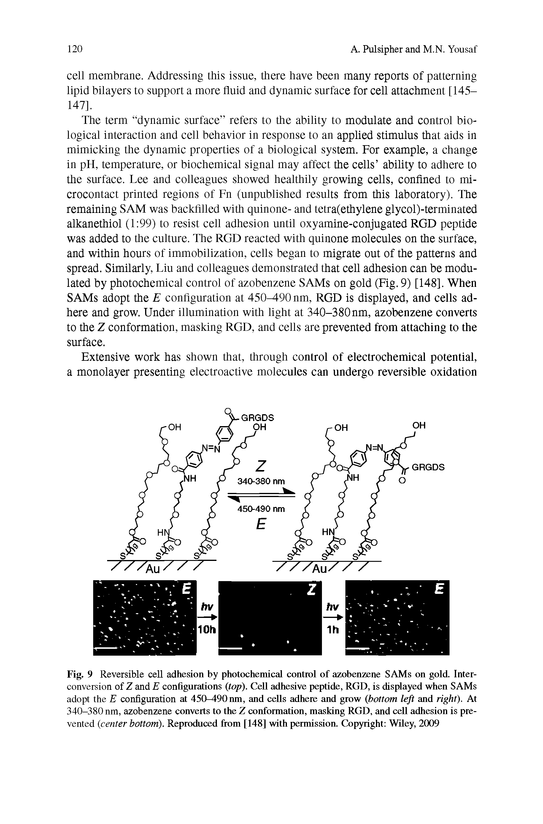 Fig. 9 Reversible cell adhesion by photochemical control of azobenzene SAMs on gold. Interconversion of Z and E configurations (top). Cell adhesive peptide, RGD, is displayed when SAMs adopt the E configuration at 450-490 nm, and cells adhere and grow (bottom left and right). At 340-380 nm, azobenzene converts to the Z conformation, masking RGD, and cell adhesion is prevented (center bottom). Reproduced from [148] with permission. Copyright Wiley, 2009...