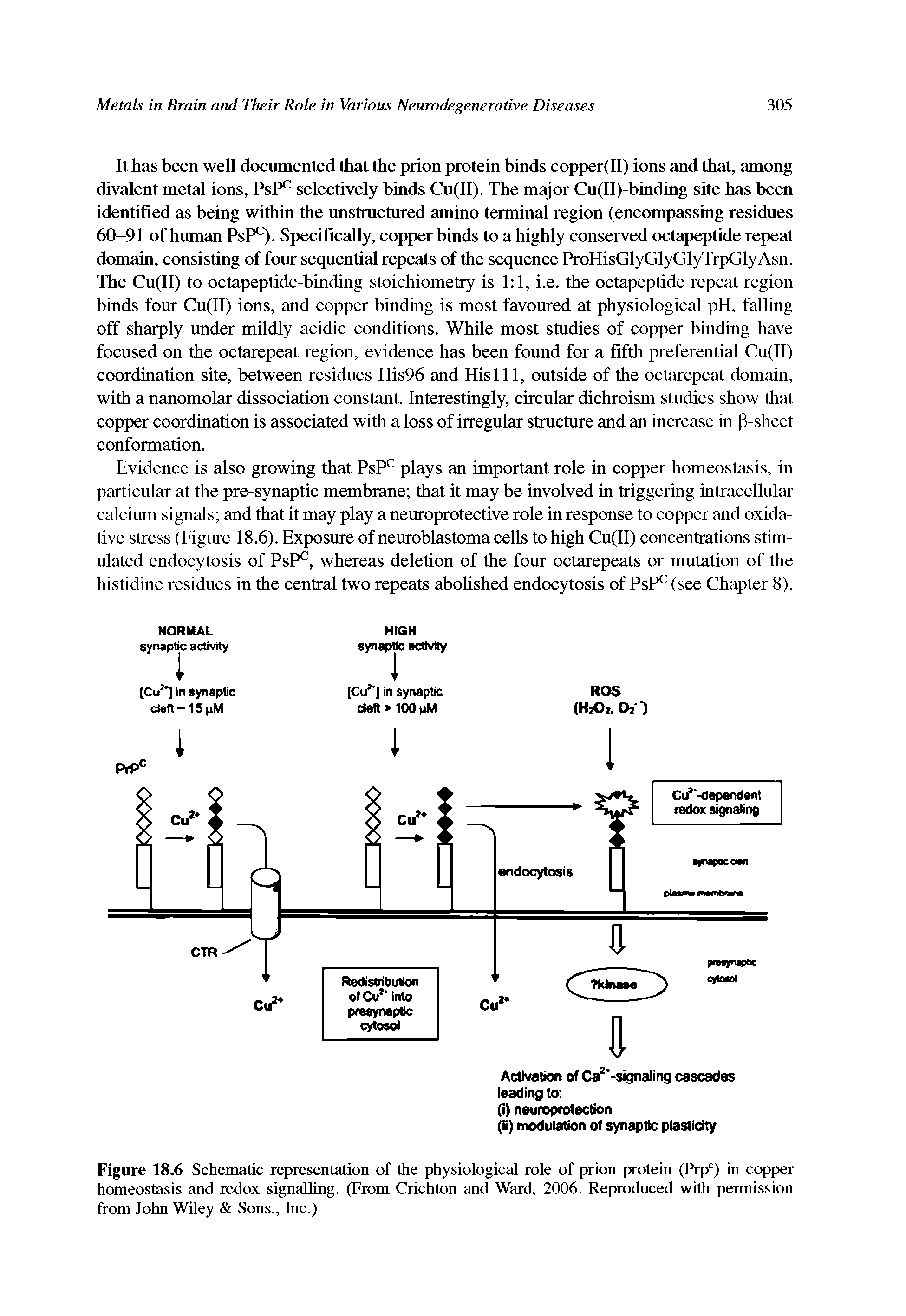 Figure 18.6 Schematic representation of the physiological role of prion protein (Prpc) in copper homeostasis and redox signalling. (From Crichton and Ward, 2006. Reproduced with permission from John Wiley Sons., Inc.)...