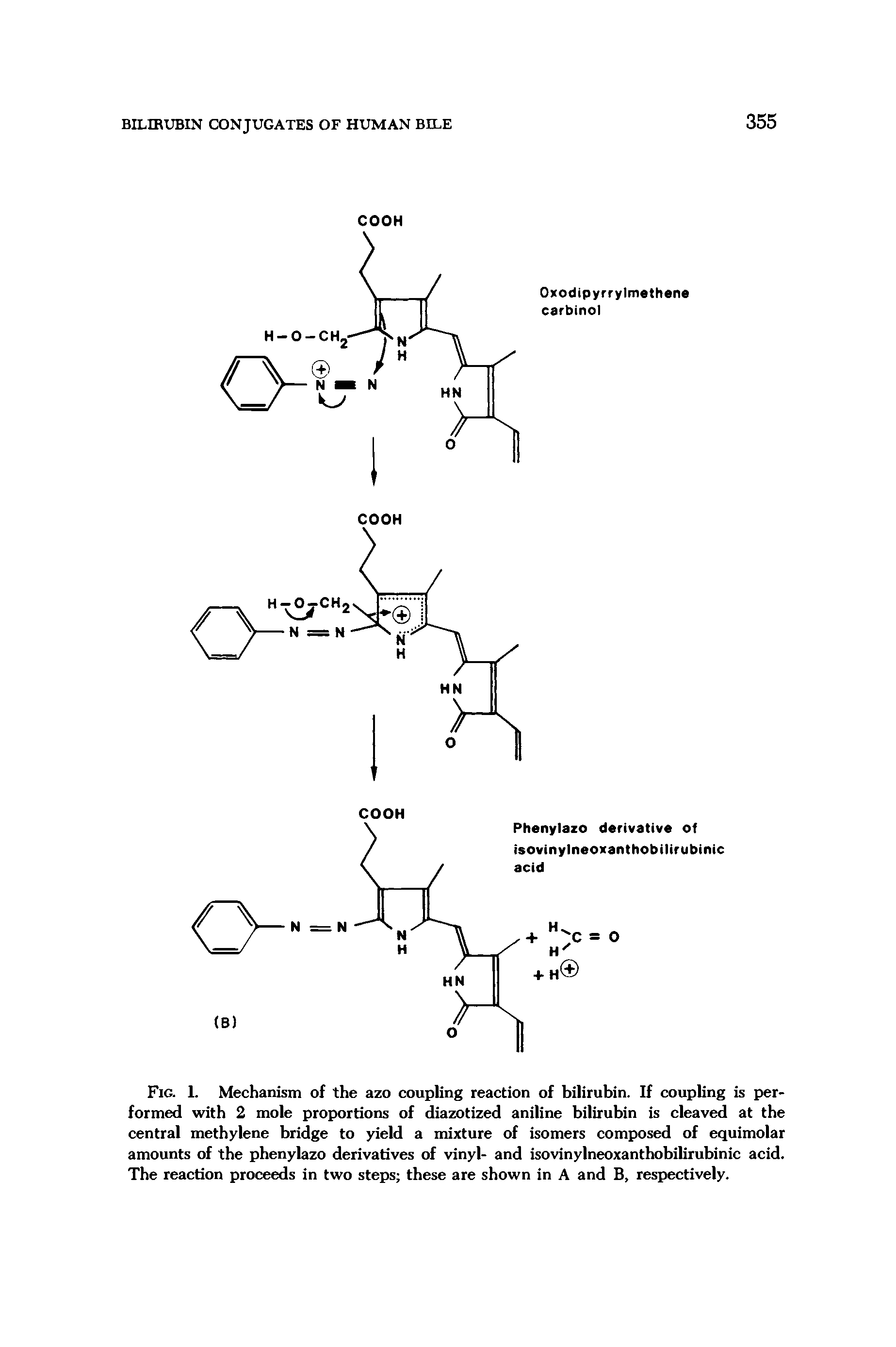 Fig. L Mechanism of the azo coupling reaction of bilirubin. If coupling is performed with 2 mole proportions of diazotized aniline bilirubin is cleaved at the central methylene bridge to yield a mixture of isomers composed of equimolar amounts of the phenylazo derivatives of vinyl- and isovinyineoxanthobilirubinic acid. The reaction proceeds in two steps these are shown in A and B, respectively.