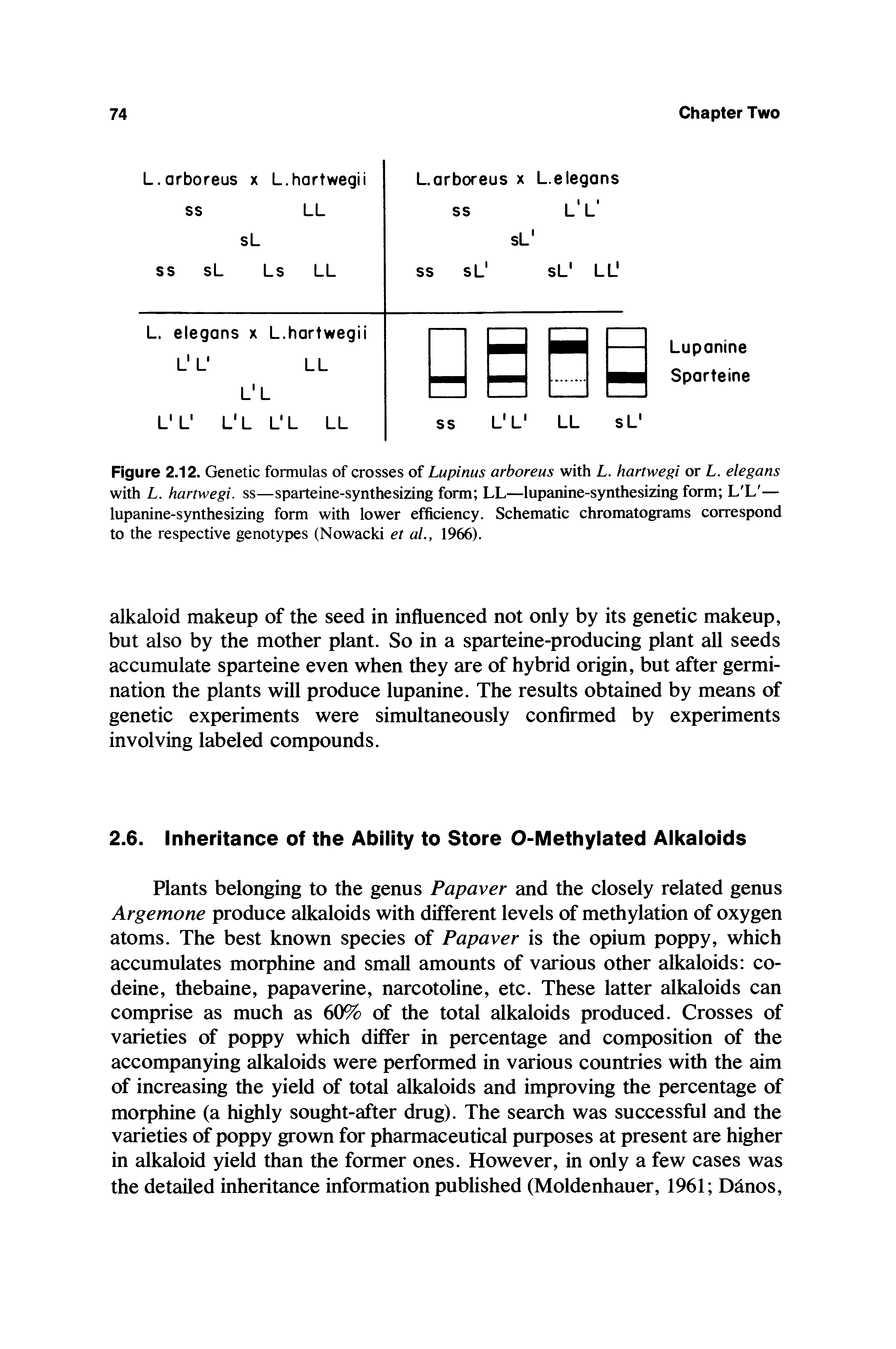 Figure 2.12. Genetic formulas of crosses of Lupinus arboreus with L, hartwegi or L, elegans with L. hartwegi. ss—sparteine-synthesizing form LL—lupanine-synthesizing form L L — lupanine-synthesizing form with lower efficiency. Schematic chromatograms correspond to the respective genotypes (Nowacki et al., 1966).