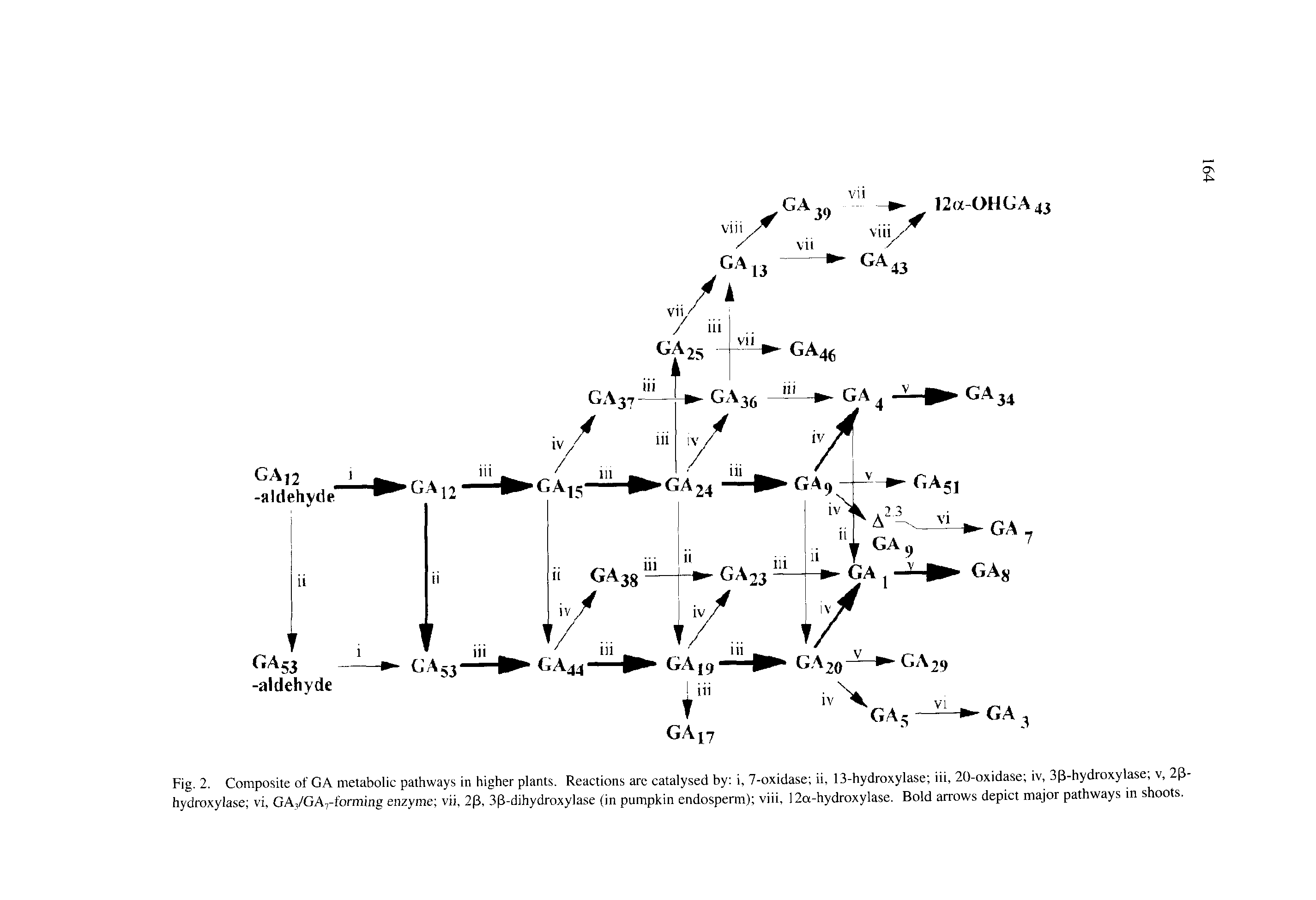 Fig. 2. Composite of GA metabolic pathways in higher plants. Reactions arc catalysed by i, 7-oxidase ii, 13-hydroxylase iii, 20-oxidase iv, 33-hydroxylase v, 23-hydroxylase vi, GA,/GA7-forming enzyme vii, 23, 33-dihydroxylase (in pumpkin endosperm) viii, 12a-hydroxylase. Bold arrows depict major pathways in shoots.