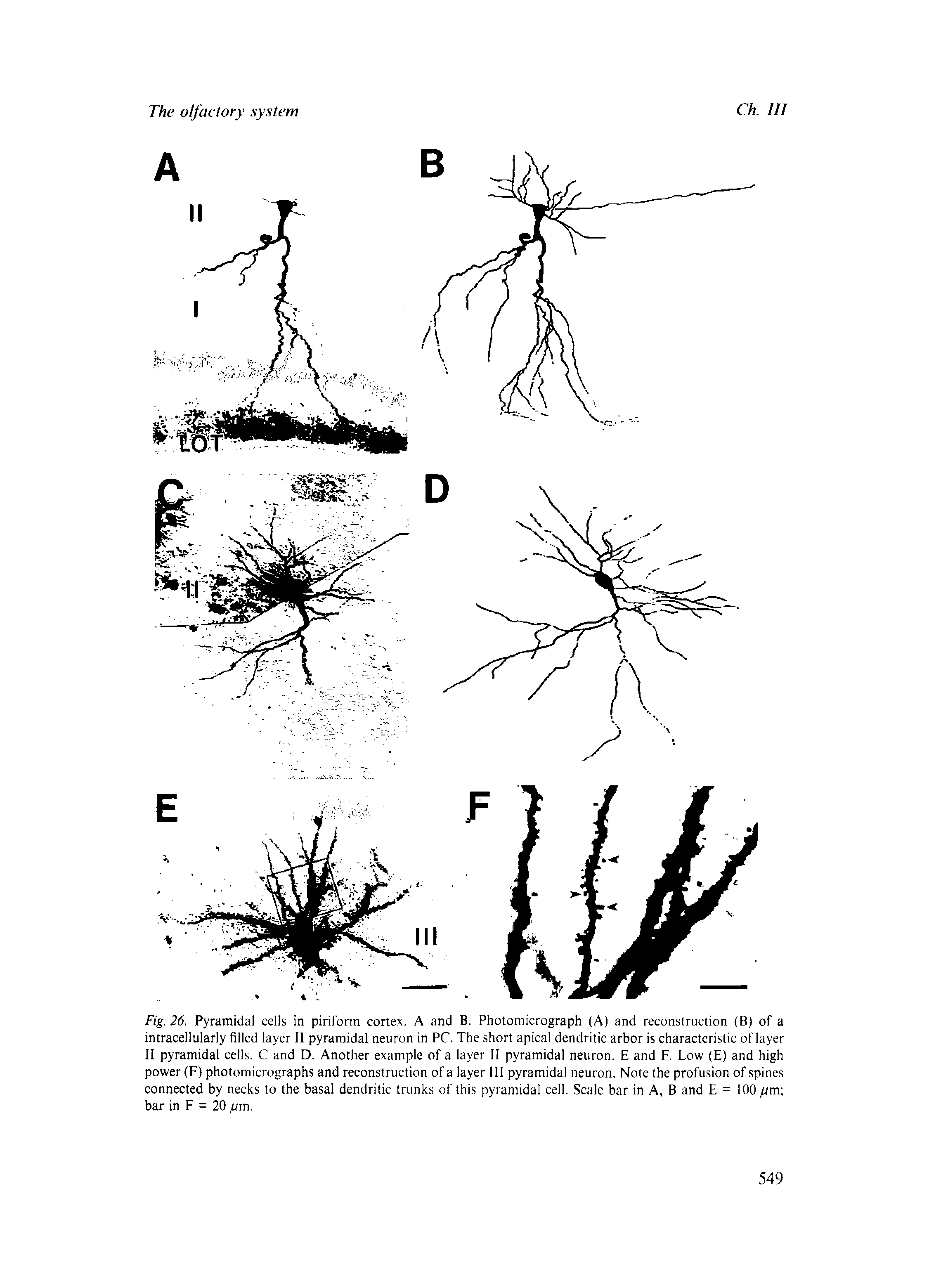 Fig. 26. Pyramidal cells in piriform cortex. A and B, Photomicrograph (A) and reconstruction (B) of a intracellularly filled layer II pyramidal neuron In PC. The short apical dendritic arbor is characteristic of layer 11 pyramidal cells. C and D. Another example of a layer II pyramidal neuron. E and F. Low (E) and high power (F) photomicrographs and reconstruction of a layer III pyramidal neuron. Note the profusion of spines connected by necks to the basal dendritic trunks of this pyramidal cell. Scale bar in A, B and E = 100 /tm bar in F = 20 jum.